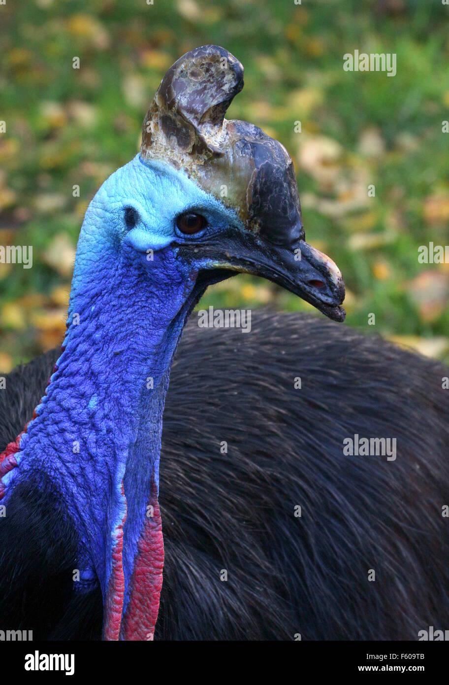 Du Sud australien cassowary (Casuarius casuarius) alias caronculée double ou deux casoar casoar caronculée, close-up de tête Banque D'Images