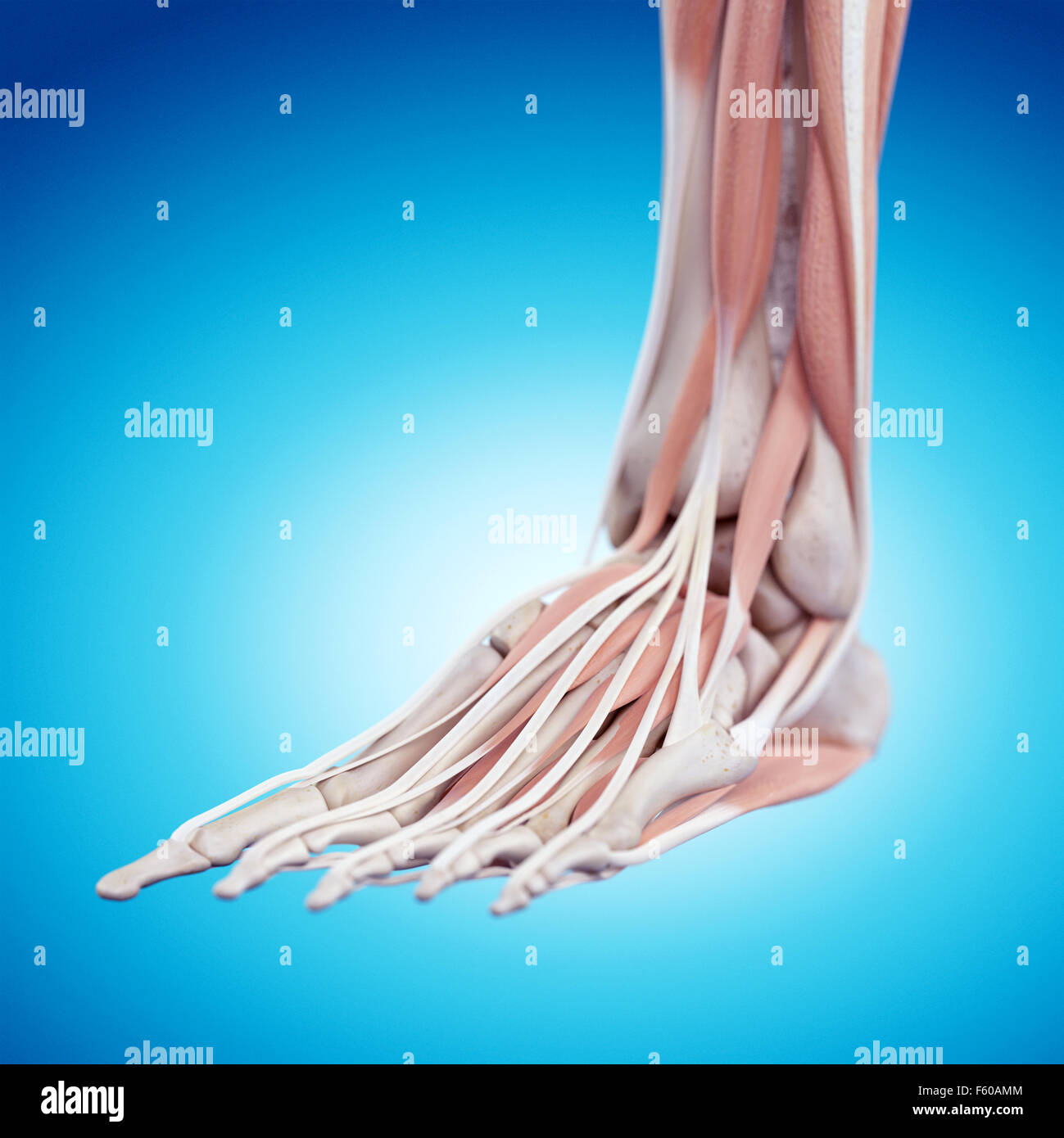 Illustration de l'exacte sur le plan médical l'anatomie du pied Banque D'Images