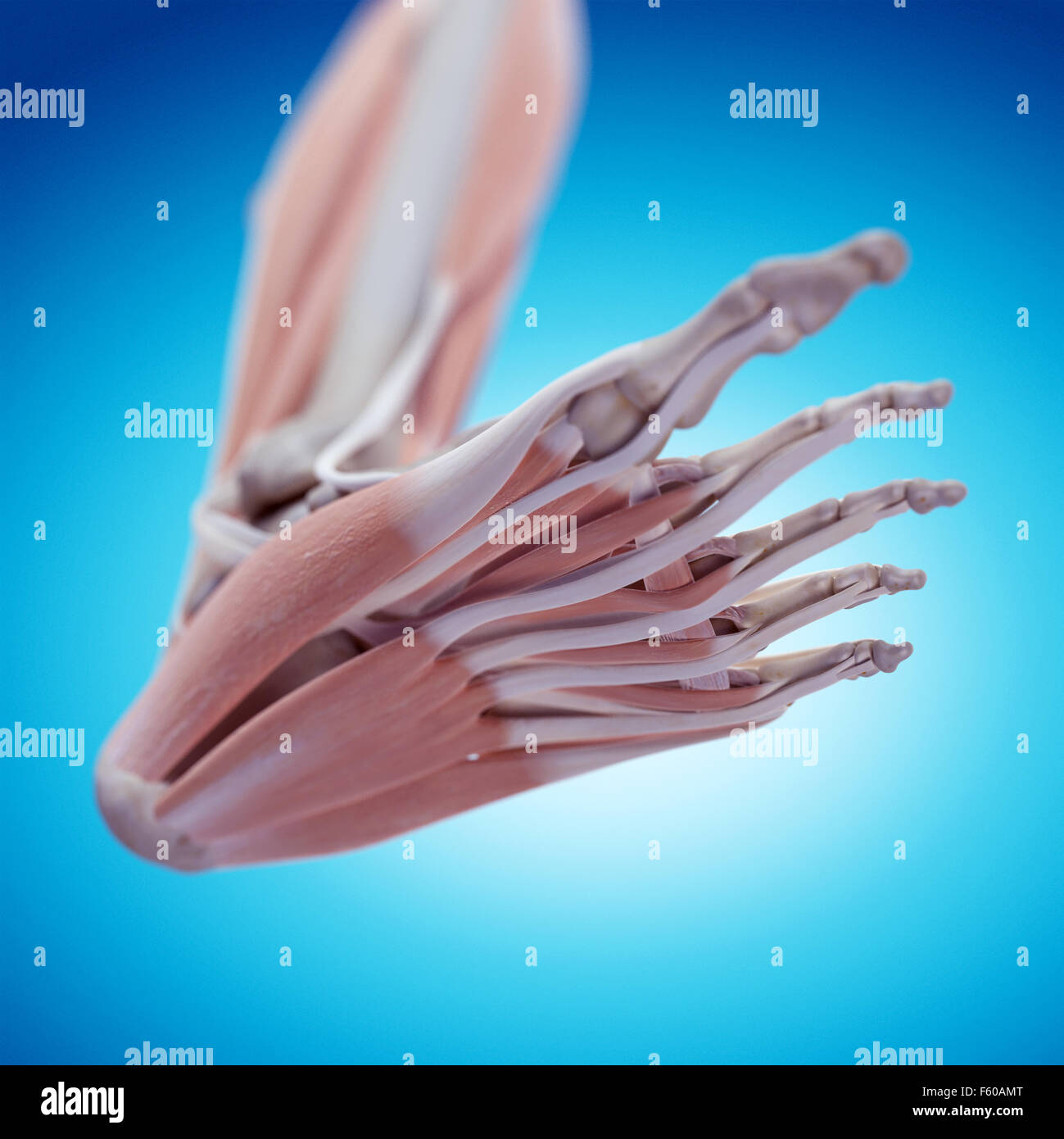 Illustration de l'exacte sur le plan médical l'anatomie du pied Banque D'Images
