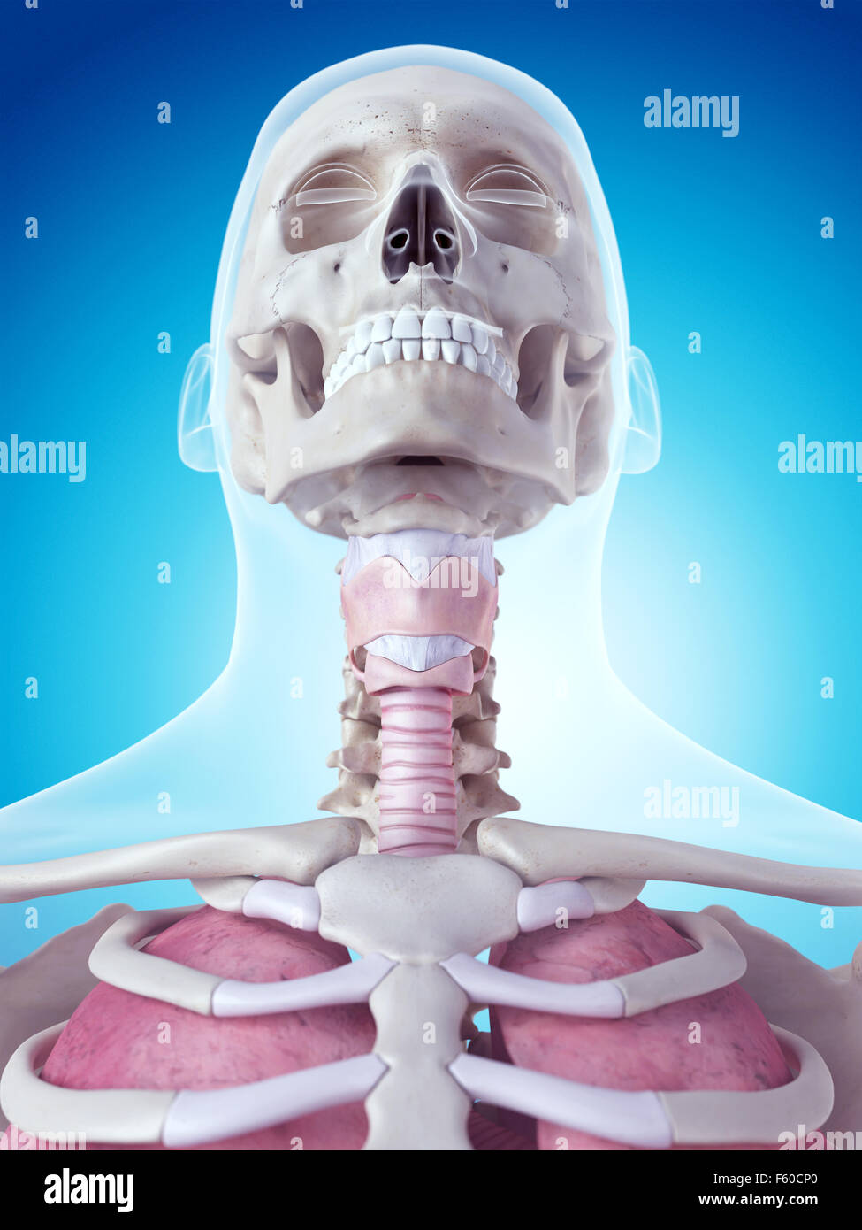 Illustration de l'exacte sur le plan médical l'anatomie du larynx Banque D'Images