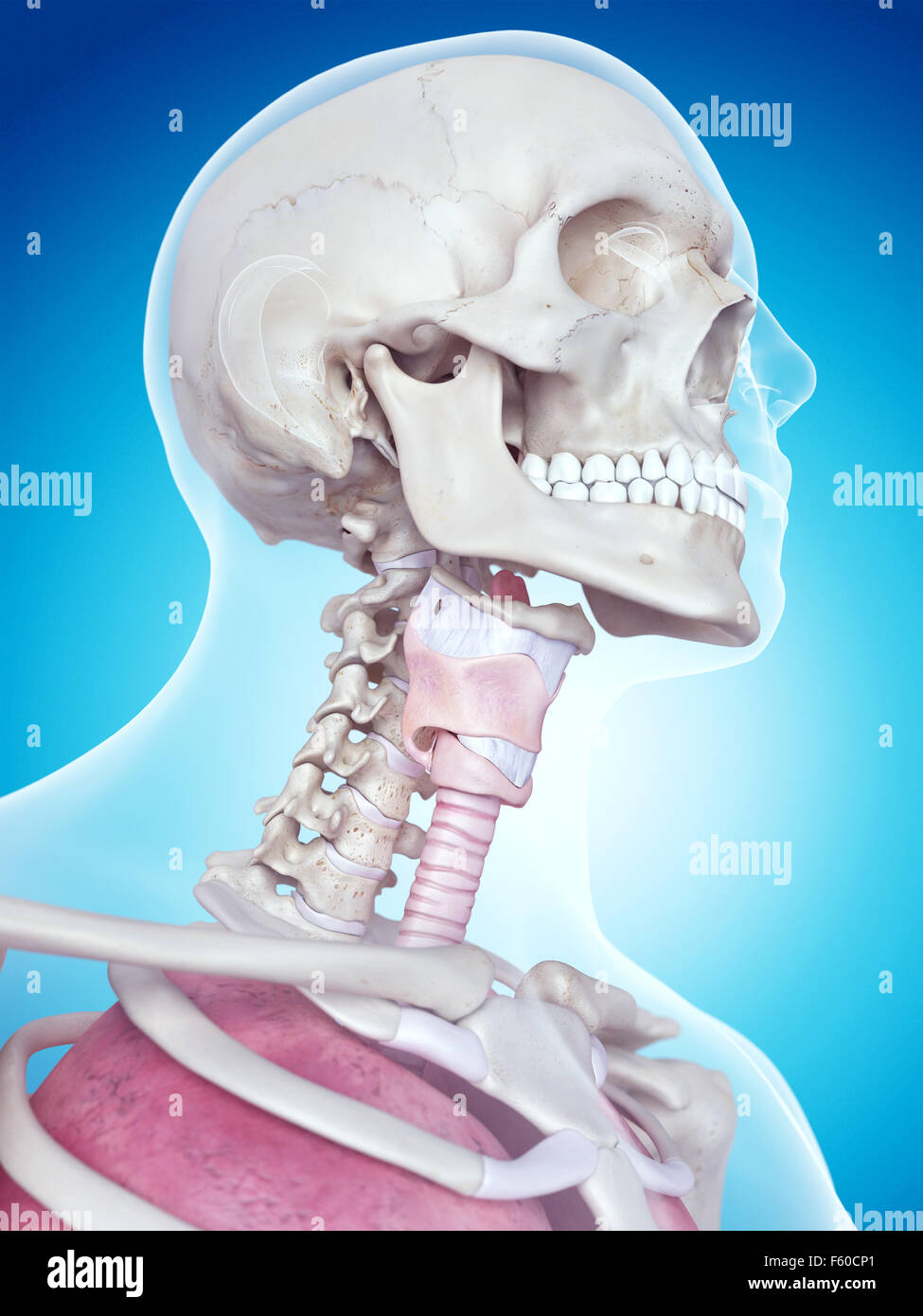 Illustration de l'exacte sur le plan médical l'anatomie du larynx Banque D'Images