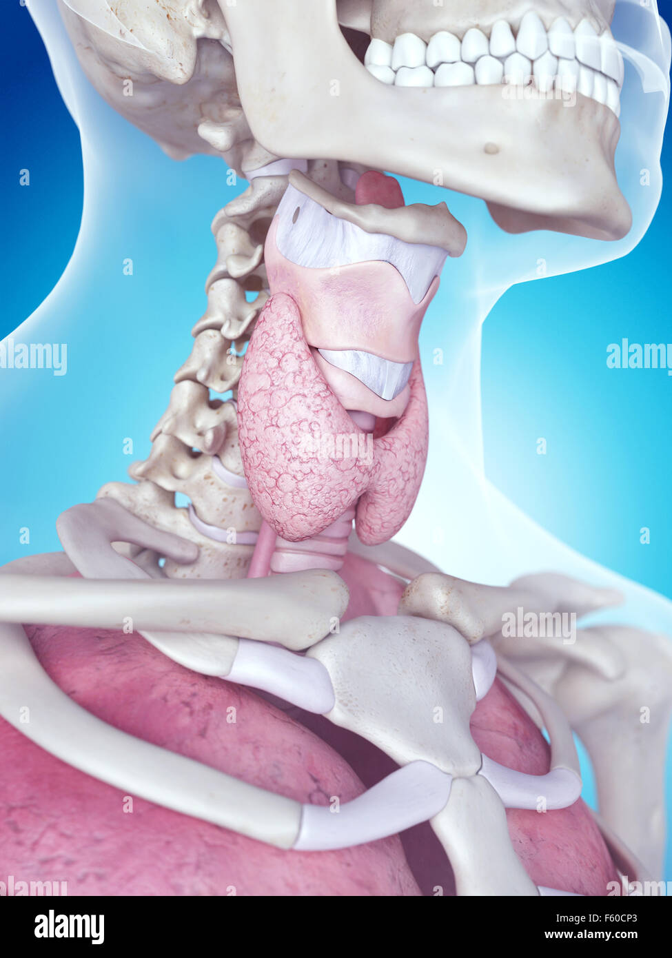 Illustration de l'exacte sur le plan médical l'anatomie du larynx Banque D'Images