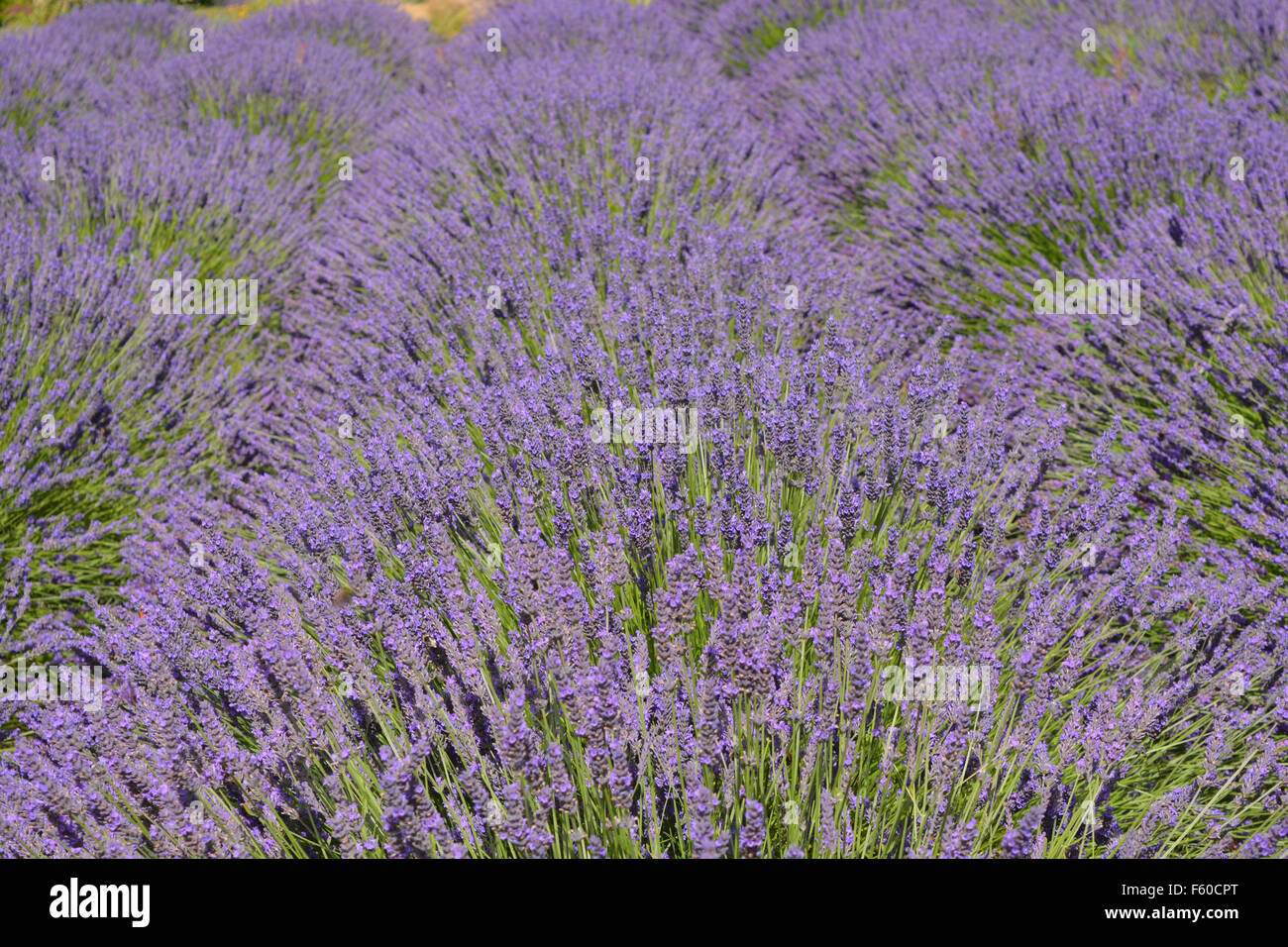 La Lavande, Angustifolia Hidcote, en fleurs, Jardins de Lavande, Terrington, Yorkshire Banque D'Images