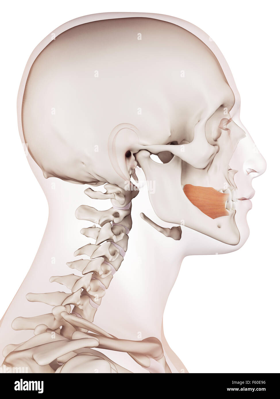 Muscle précis médicalement illustration de l'buccinator Banque D'Images