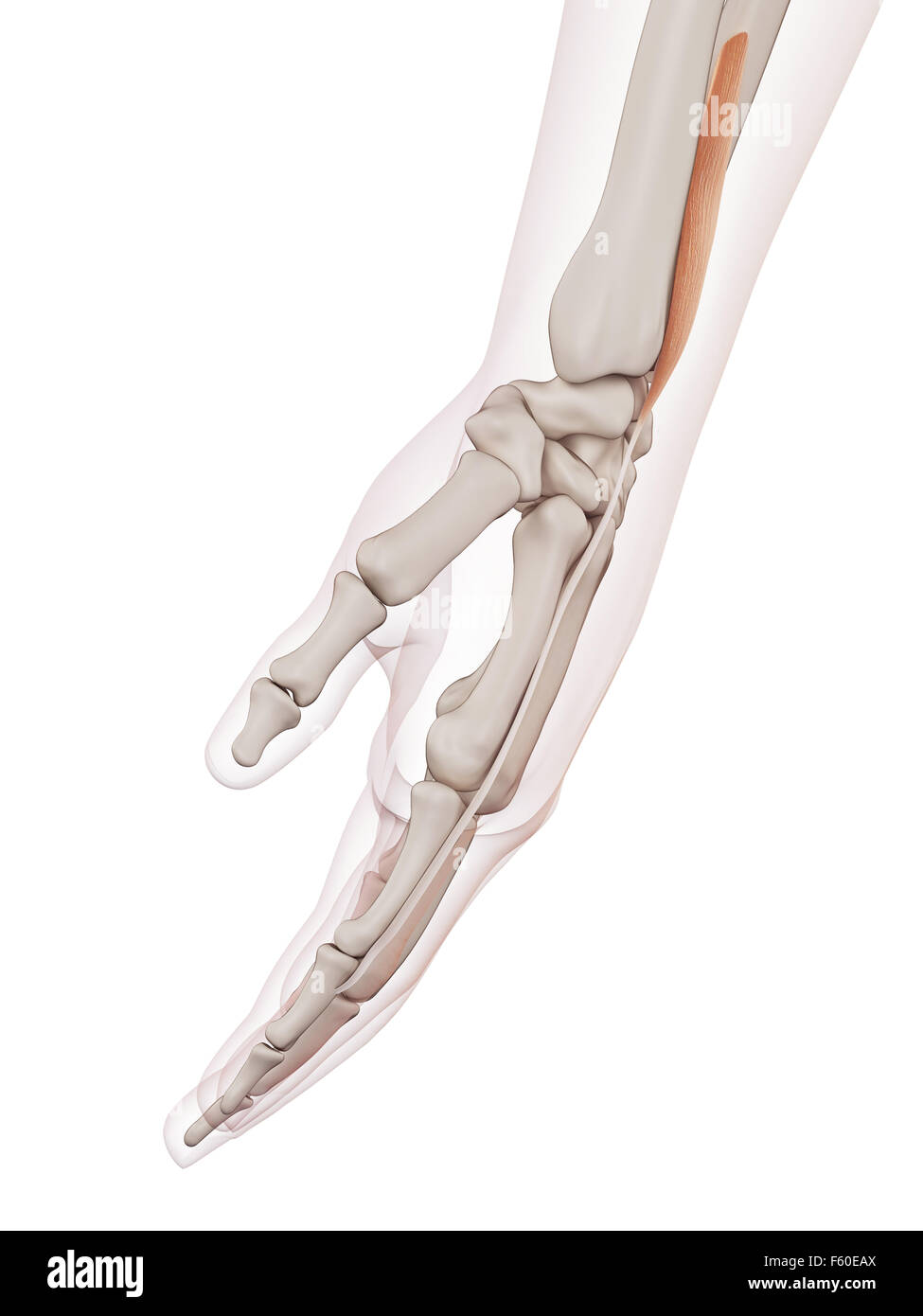 Muscle précis médicalement illustration de l'extensor indicis Banque D'Images