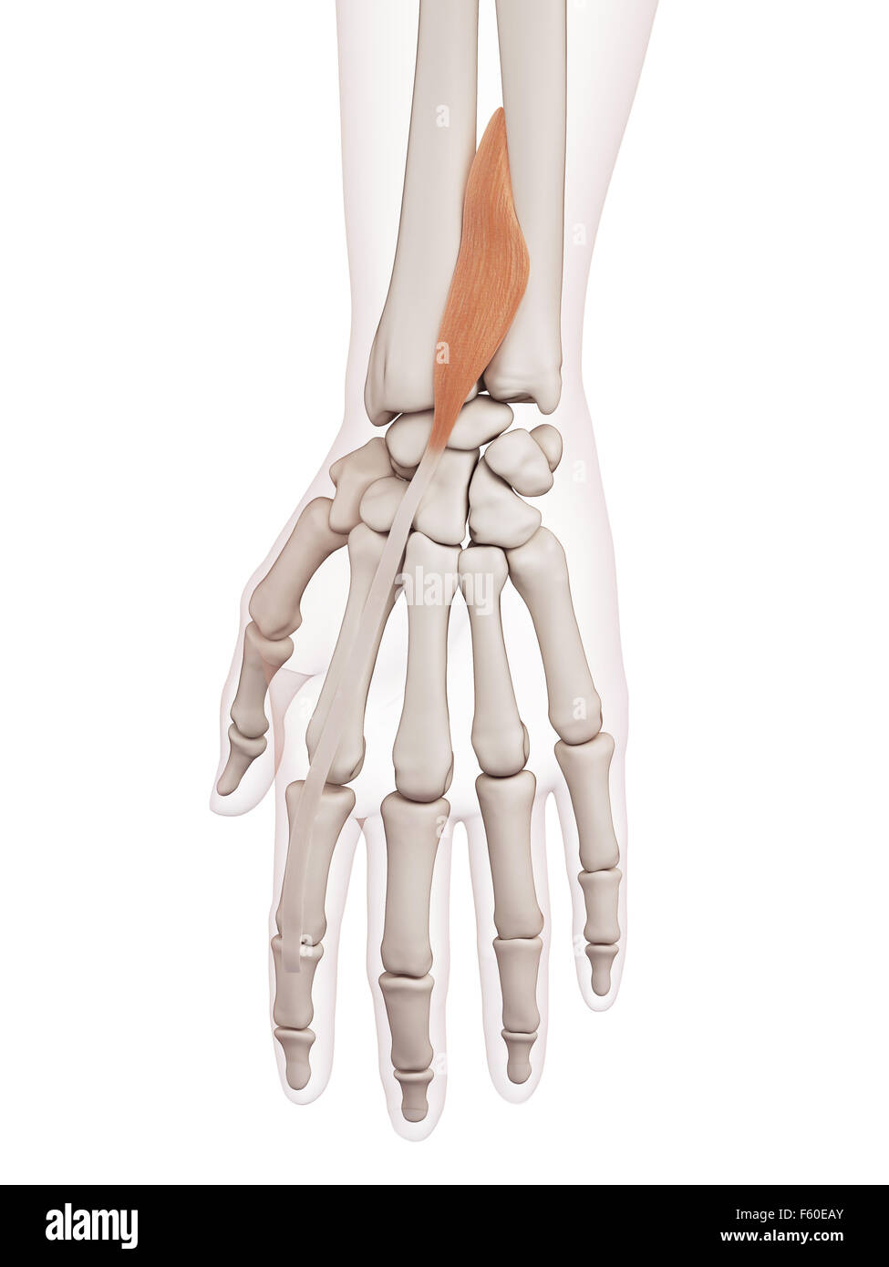 Muscle précis médicalement illustration de l'extensor indicis Banque D'Images
