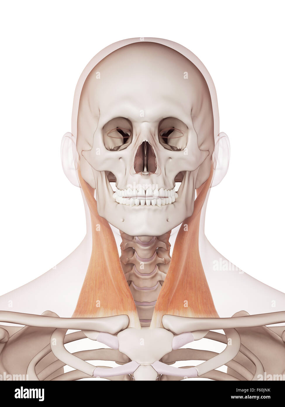 Muscle précis médicalement illustration du sterno-cléido-mastoïdien Banque D'Images