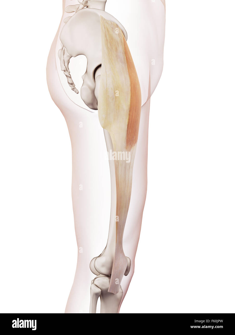 Illustration de muscle précis médicalement le tenseur fascia lata Photo