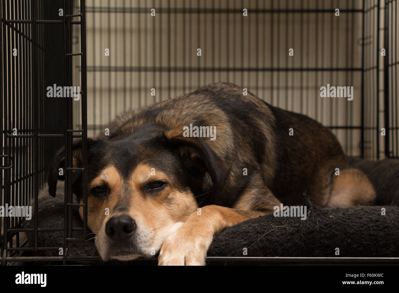 Lazy Dog Banque D'Images