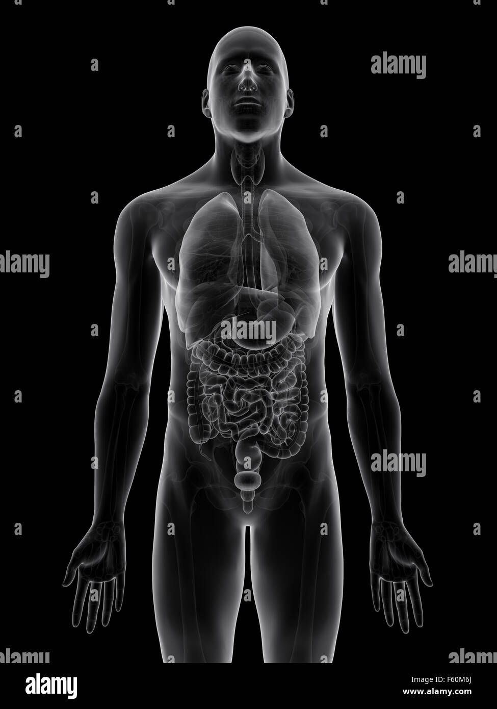 Illustration de l'exacte sur le plan médical des organes humains Banque D'Images
