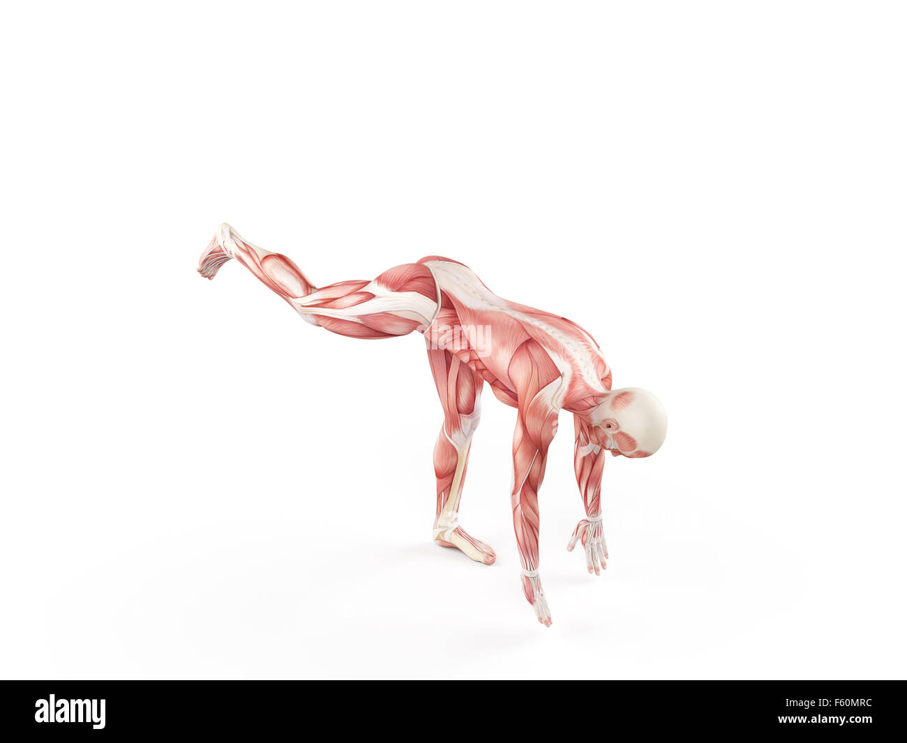 Illustration de l'exercice - une jambe drop Banque D'Images
