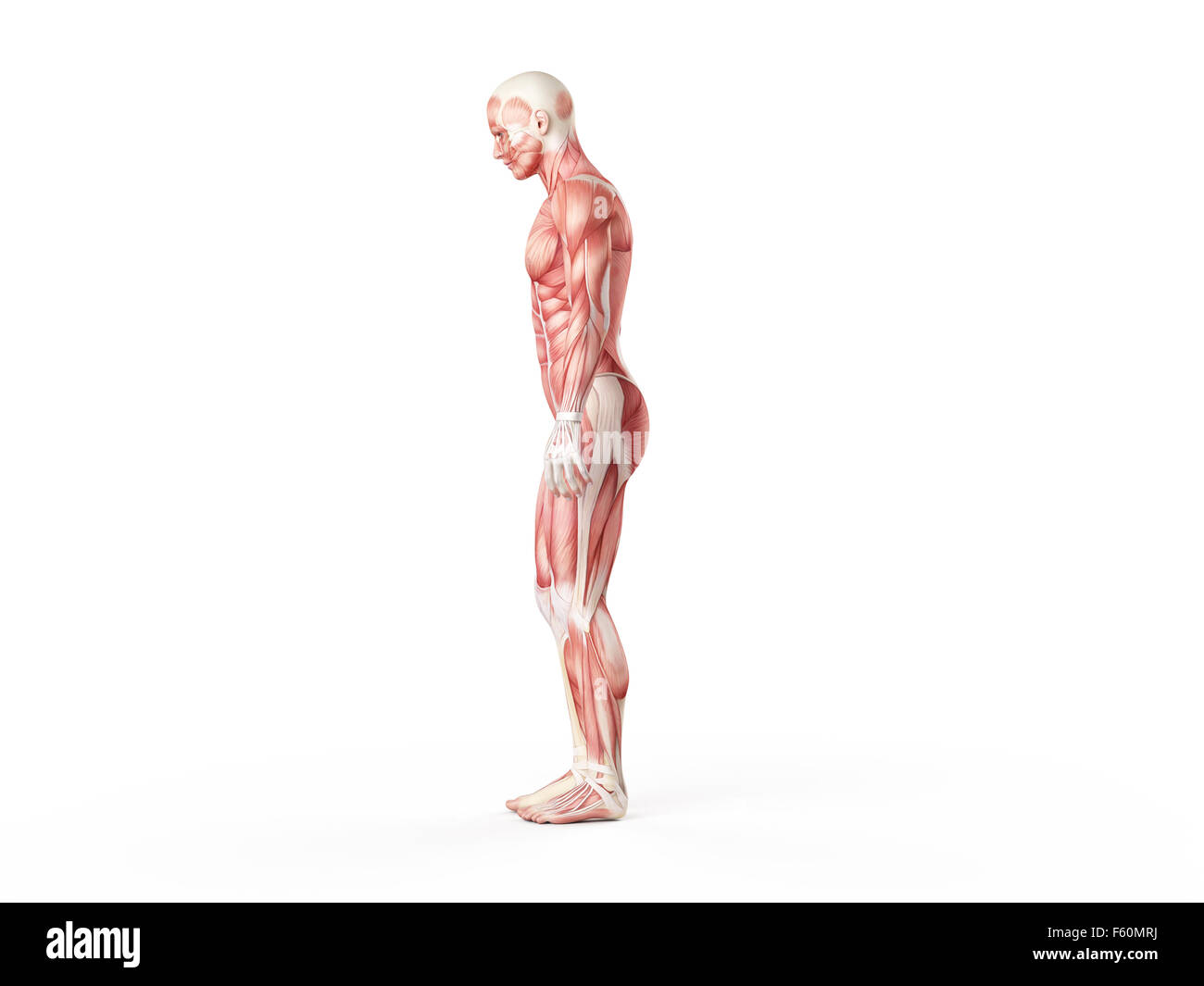 Illustration de l'exercice - une jambe drop Banque D'Images