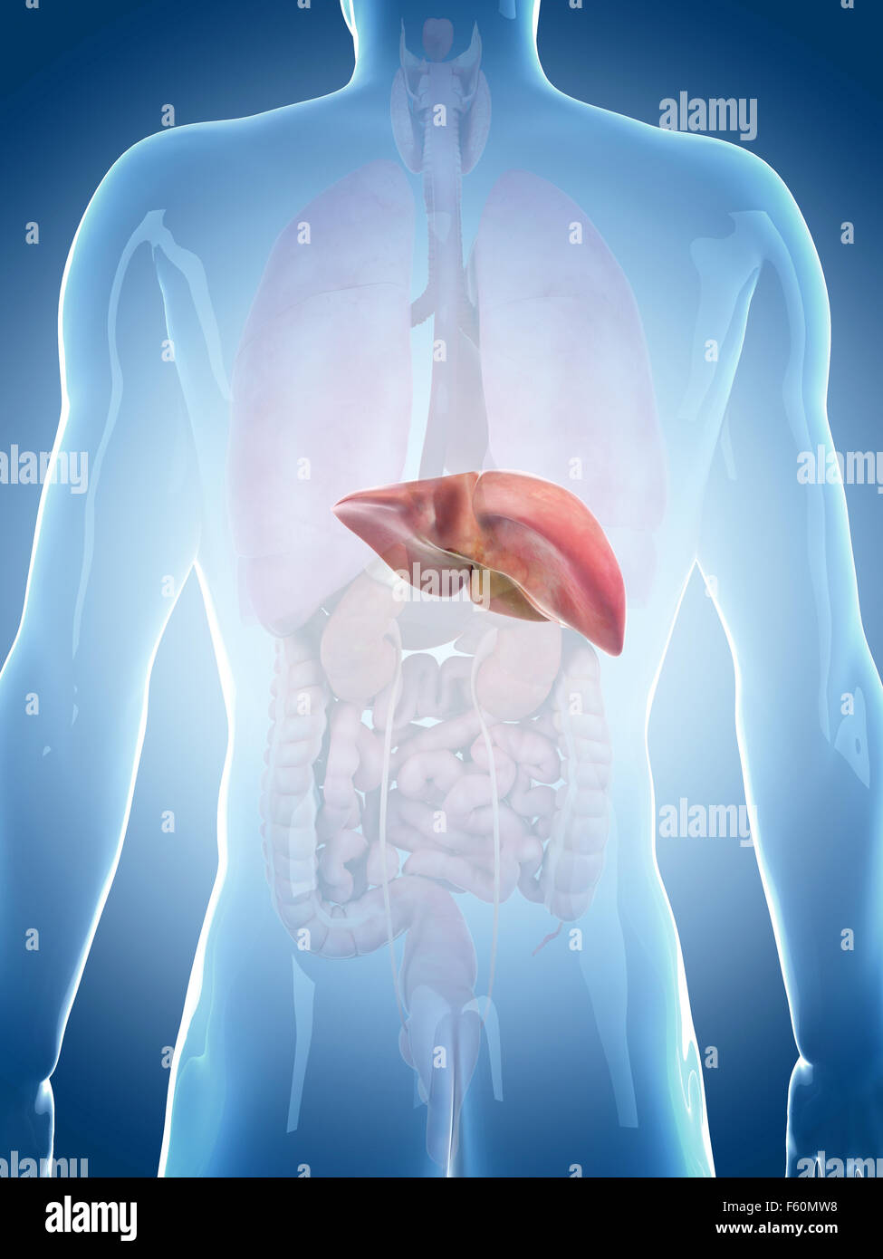 Illustration de l'exacte médicalement foie Banque D'Images