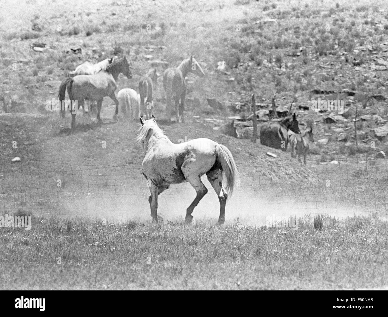 Un étalon de Medicine Hat, le chef d'un troupeau de chevaux sauvages Mustang barbe espagnol au Nouveau Mexique Banque D'Images