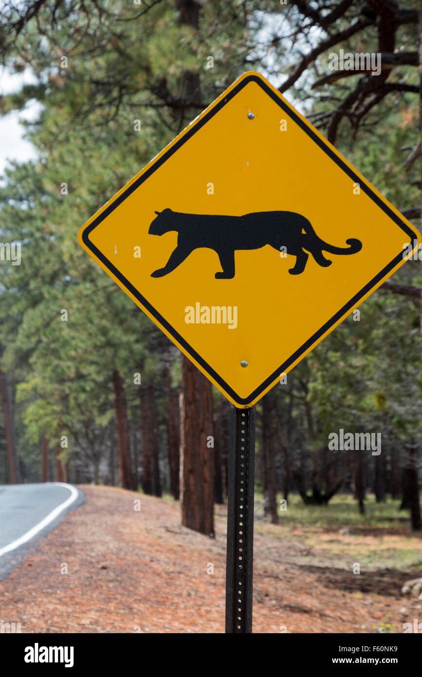 Le Parc National du Grand Canyon, Arizona - un signe met en garde les automobilistes à la recherche de lions des montagnes qui traversent la route. Banque D'Images