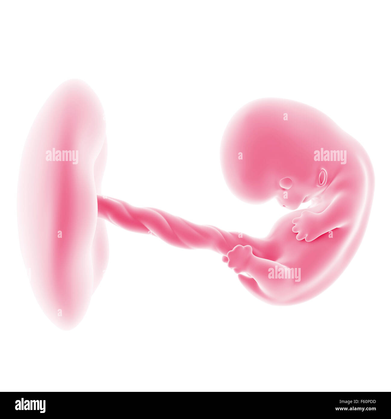 Illustration du développement du foetus - semaine 8 Banque D'Images
