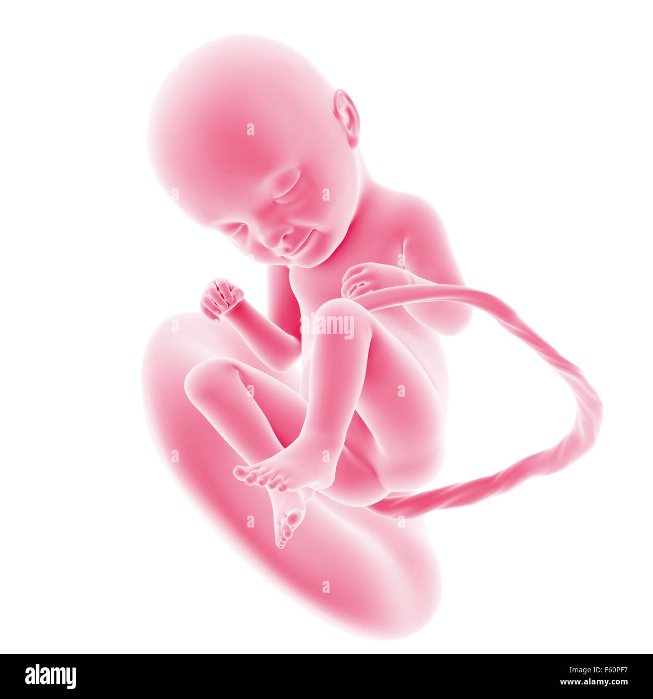 Illustration du développement du foetus - semaine 33 Banque D'Images