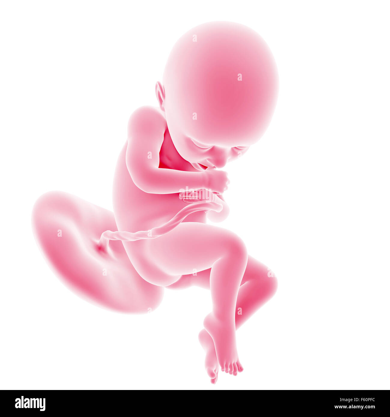 Illustration du développement du foetus - semaine 36 Banque D'Images