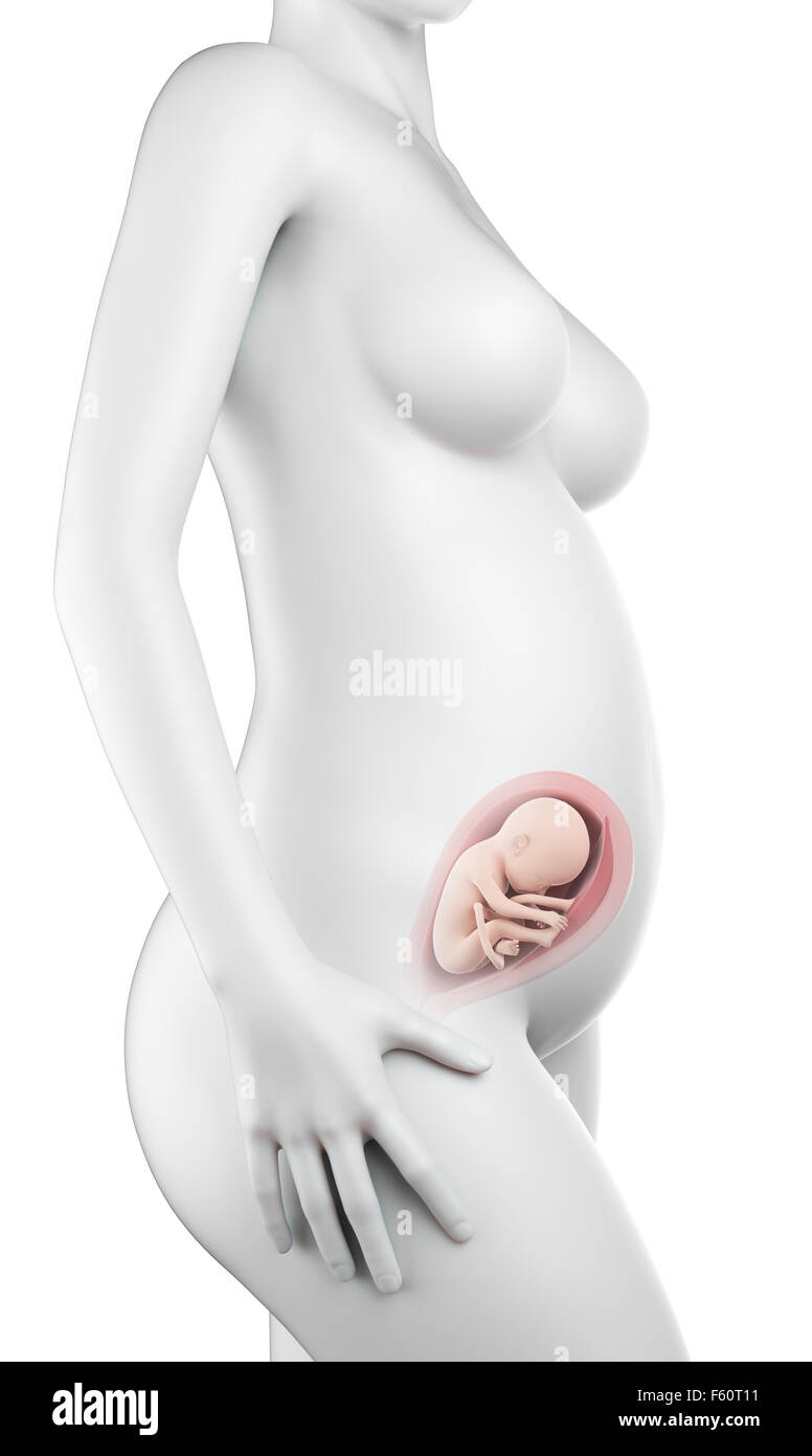 Illustration d'une précision médicale femme enceinte - semaine 25 Banque D'Images