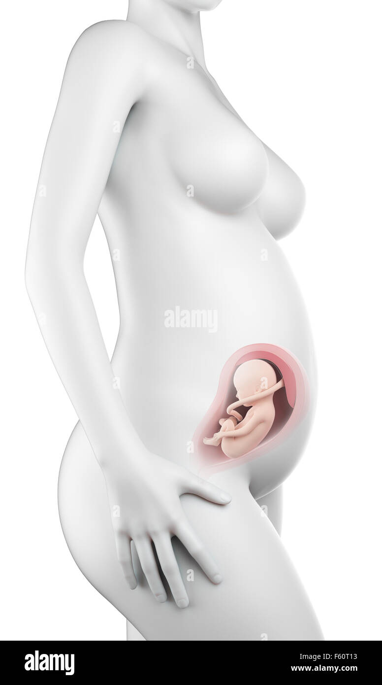 Illustration de l'exacte médicalement une femme enceinte - semaine 27 Banque D'Images
