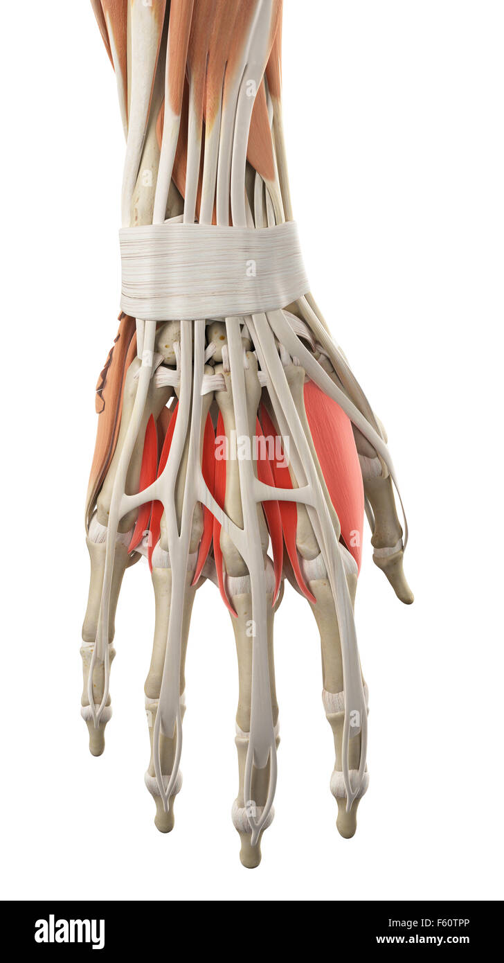Illustration de l'exacte médicalement interosseous muscles dorsaux Banque D'Images