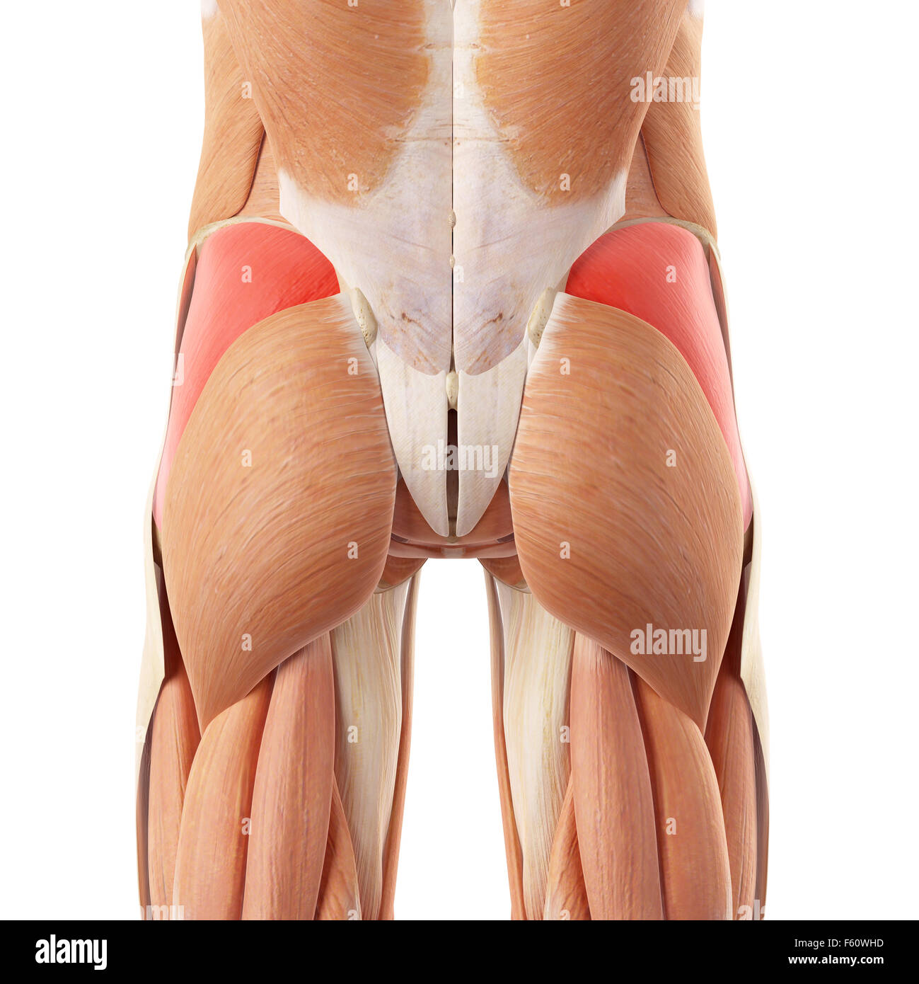 Illustration de l'exacte médicalement gluteus medius Banque D'Images