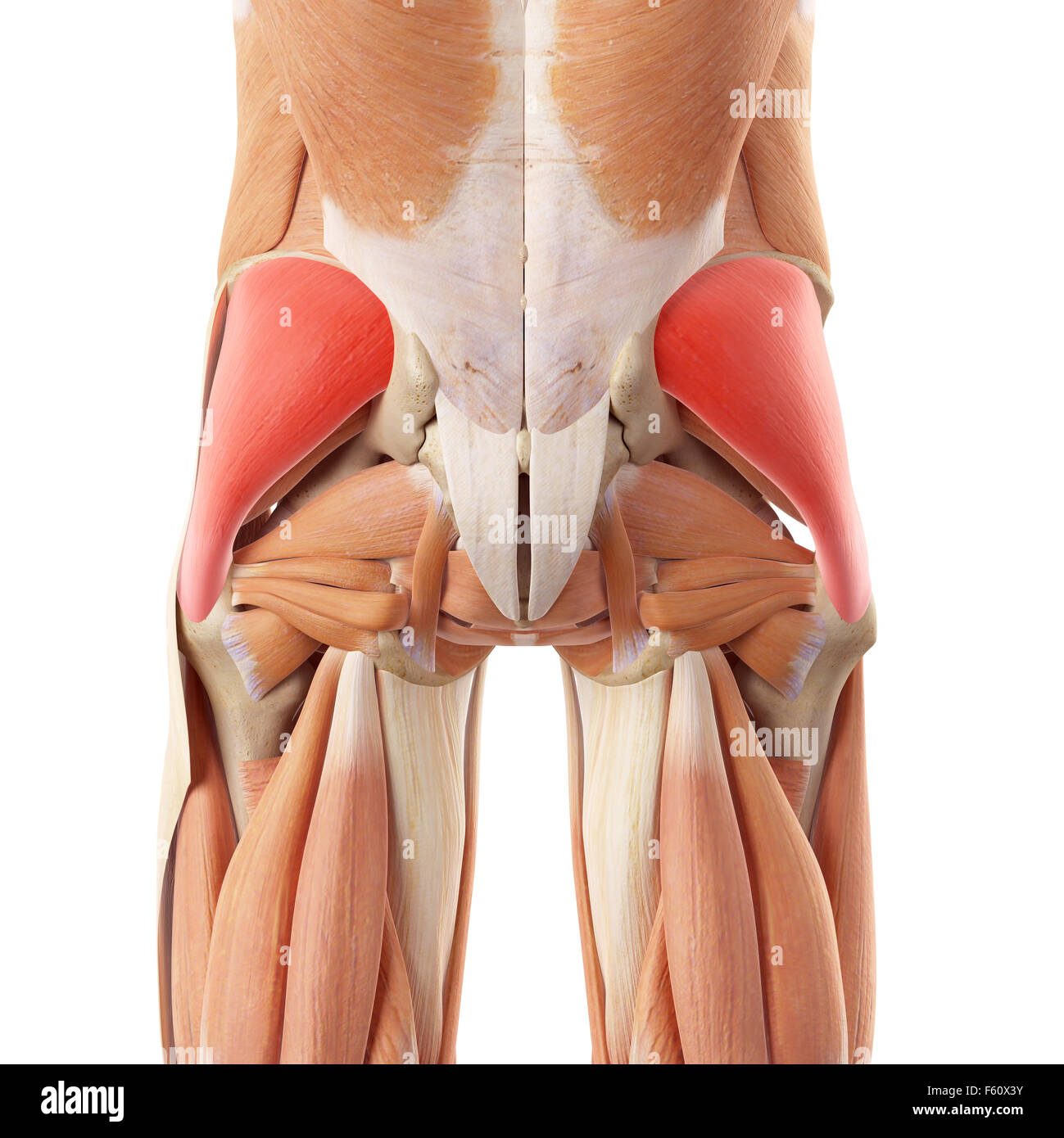 Illustration de l'exacte médicalement gluteus medius Banque D'Images