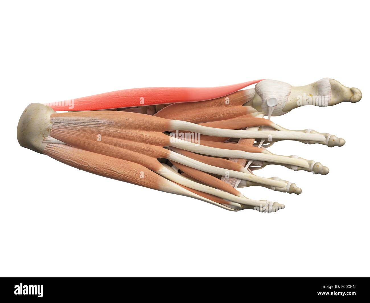 Illustration de l'exacte médicalement abductus hallucis Banque D'Images Illustration de l'exacte médicalement abductus hallucis Banque D'Images