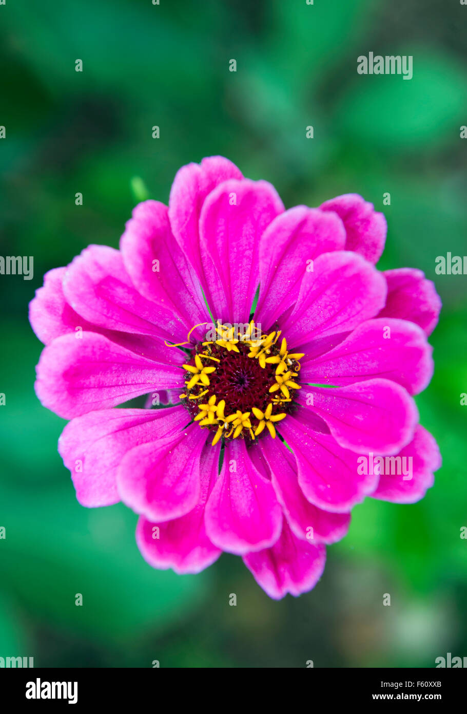 Une fleur de chrysanthème rose UK Banque D'Images