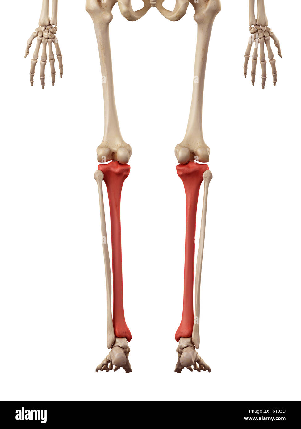 Anatomie osseuse du tibia Banque de photographies et d’images à haute ...