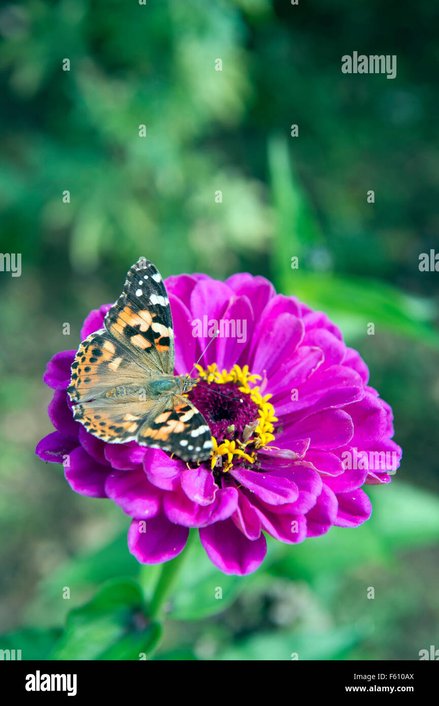Une belle dame papillon sur une fleur de chrysanthème UK Banque D'Images