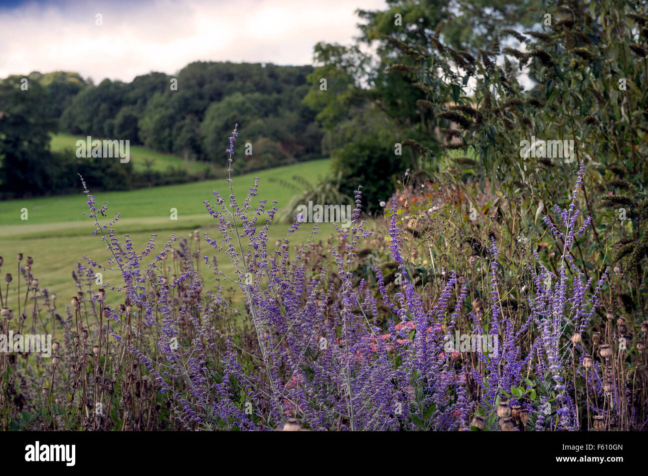 Perovskia ou Sage russe dans un jardin UK Banque D'Images