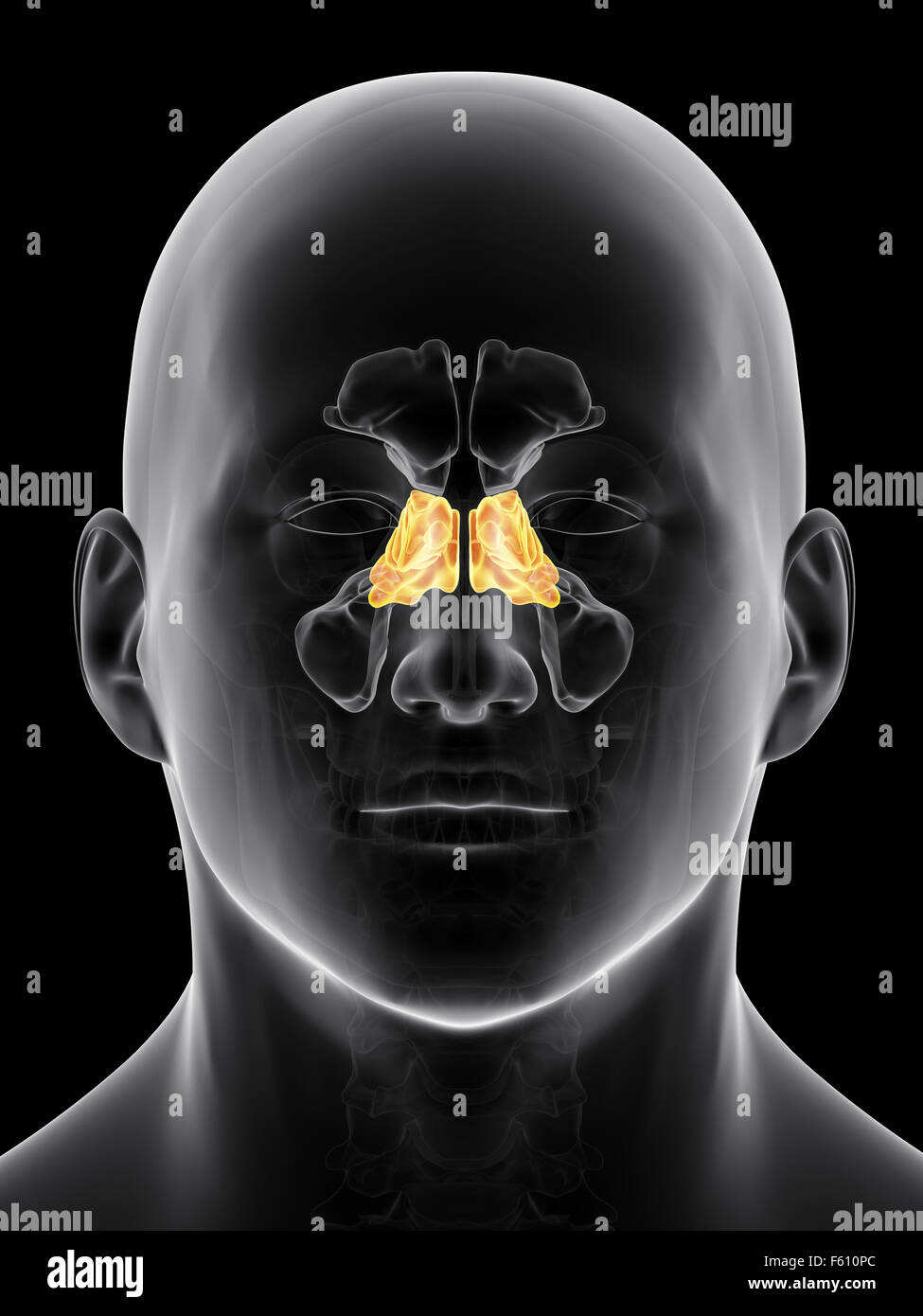 Illustration de l'exacte du point de vue médical sinus ethmoïde Banque D'Images