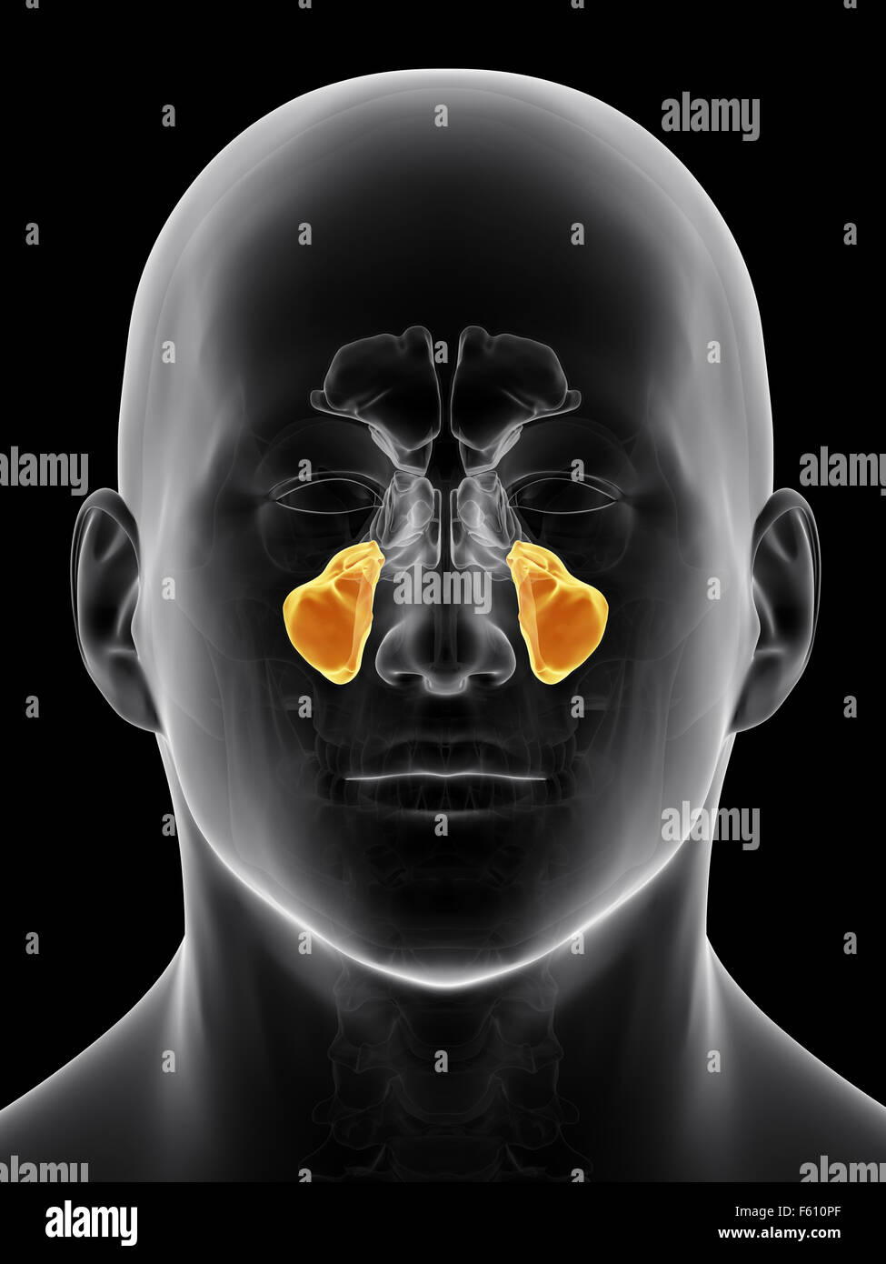Illustration de l'exacte du point de vue médical du sinus maxillaire Banque D'Images