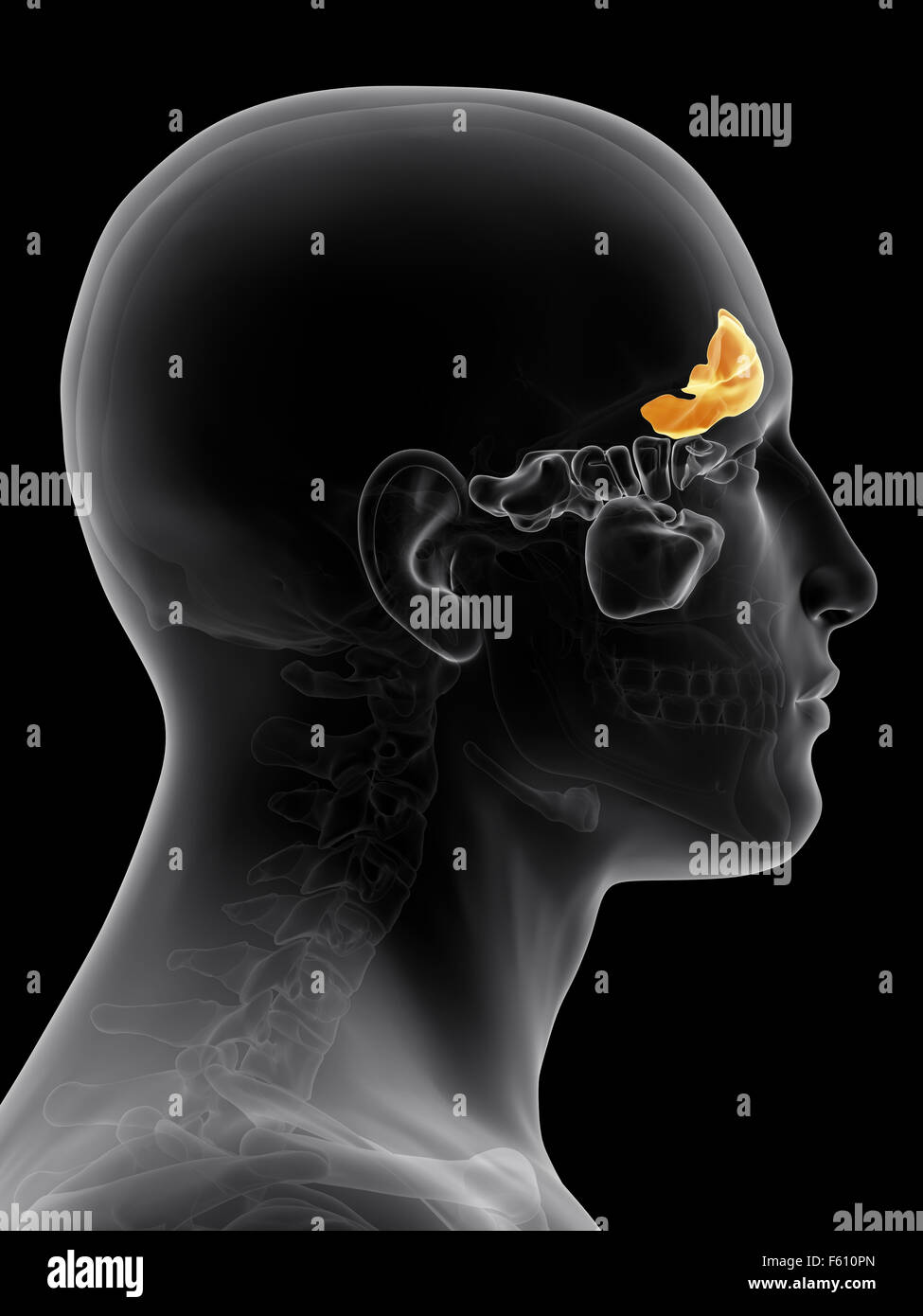 Illustration de l'exacte du point de vue médical sinus frontal Banque D'Images