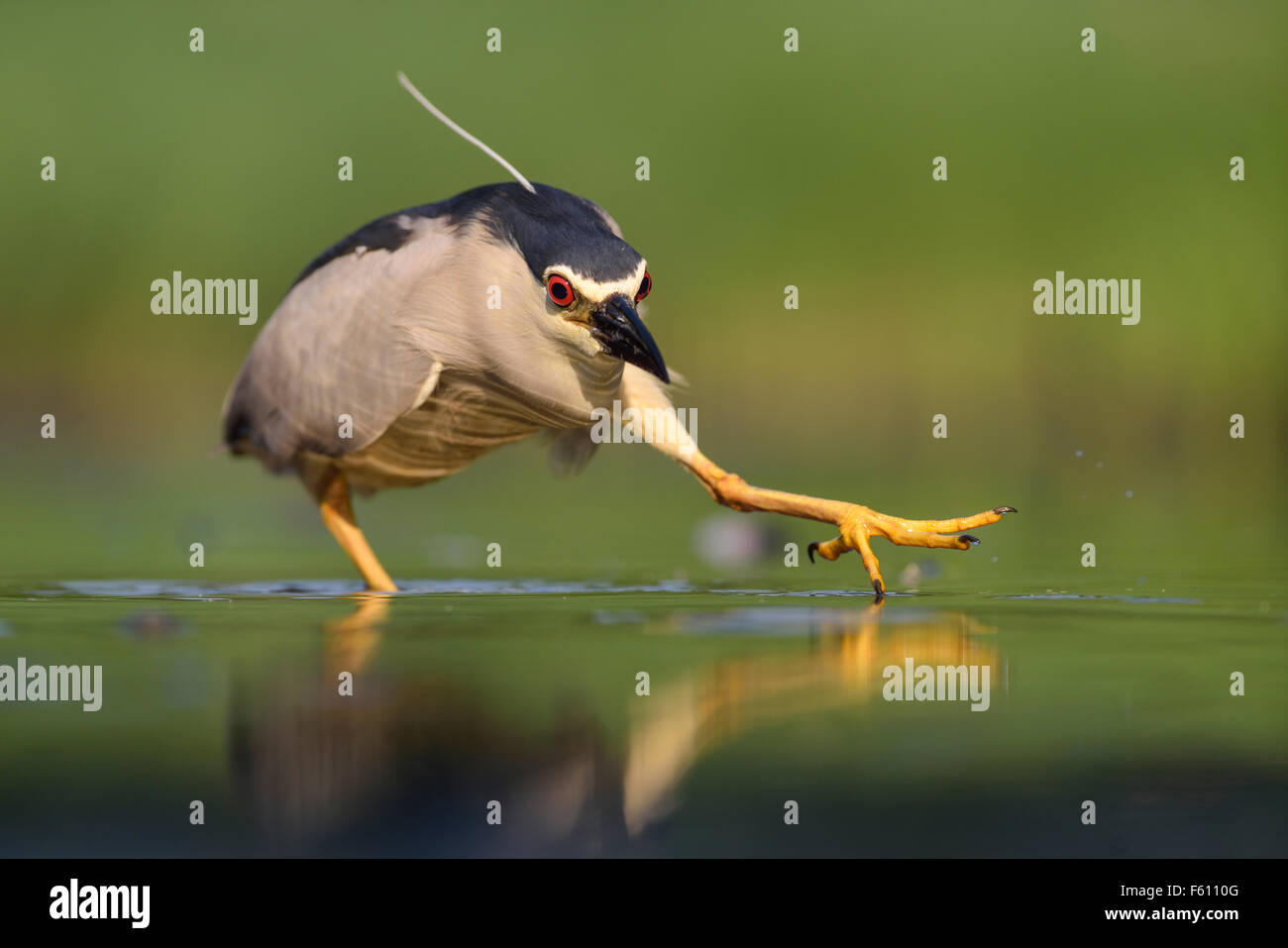 Bihoreau gris (Nycticorax nycticorax), harcèlement criminel heron adultes proie, Parc National de Kiskunság, Hongrie Banque D'Images