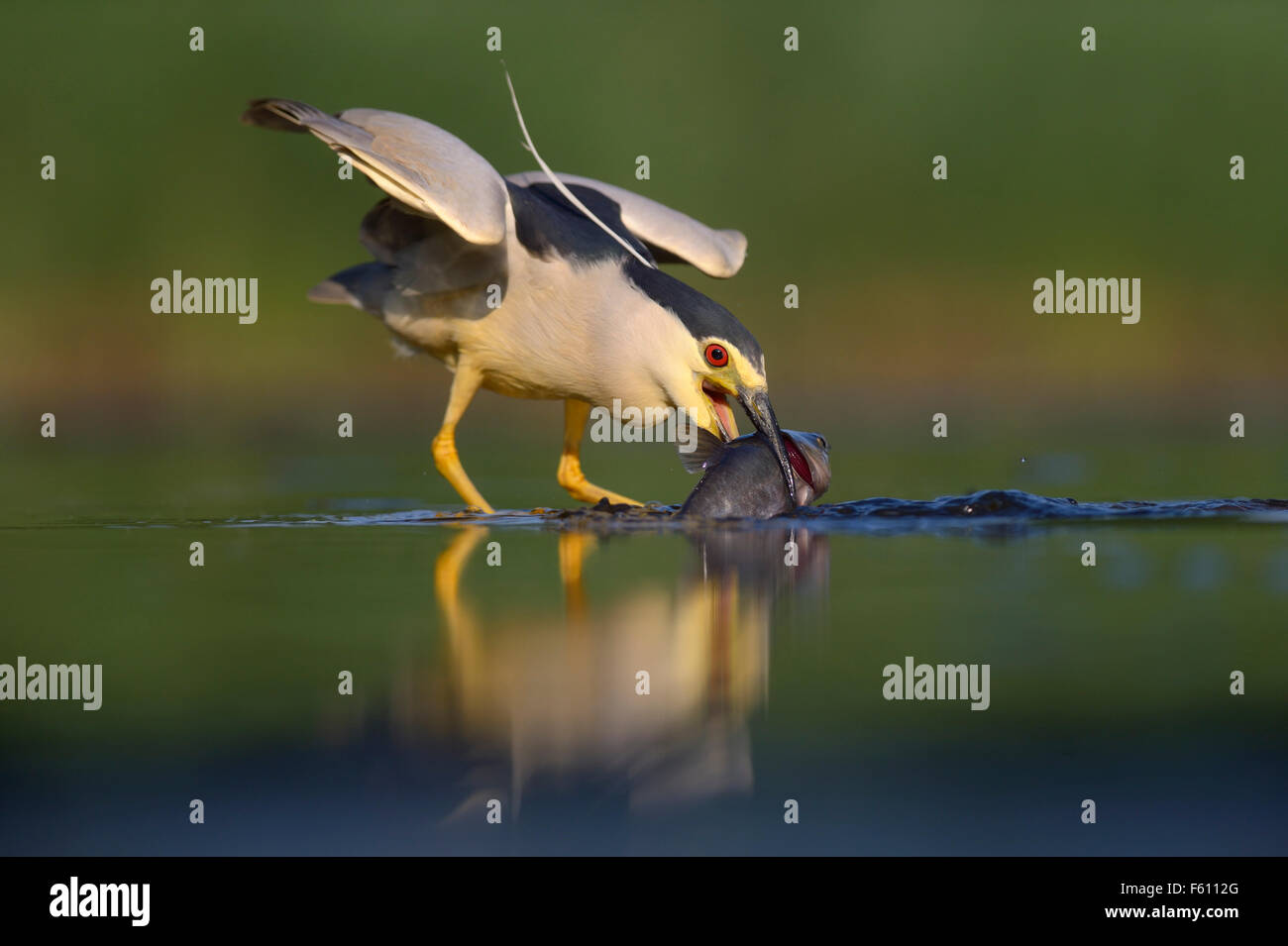 Bihoreau gris (Nycticorax nycticorax), chasse, Heron adultes avec les proies, le Parc National Kiskunság, Hongrie Banque D'Images