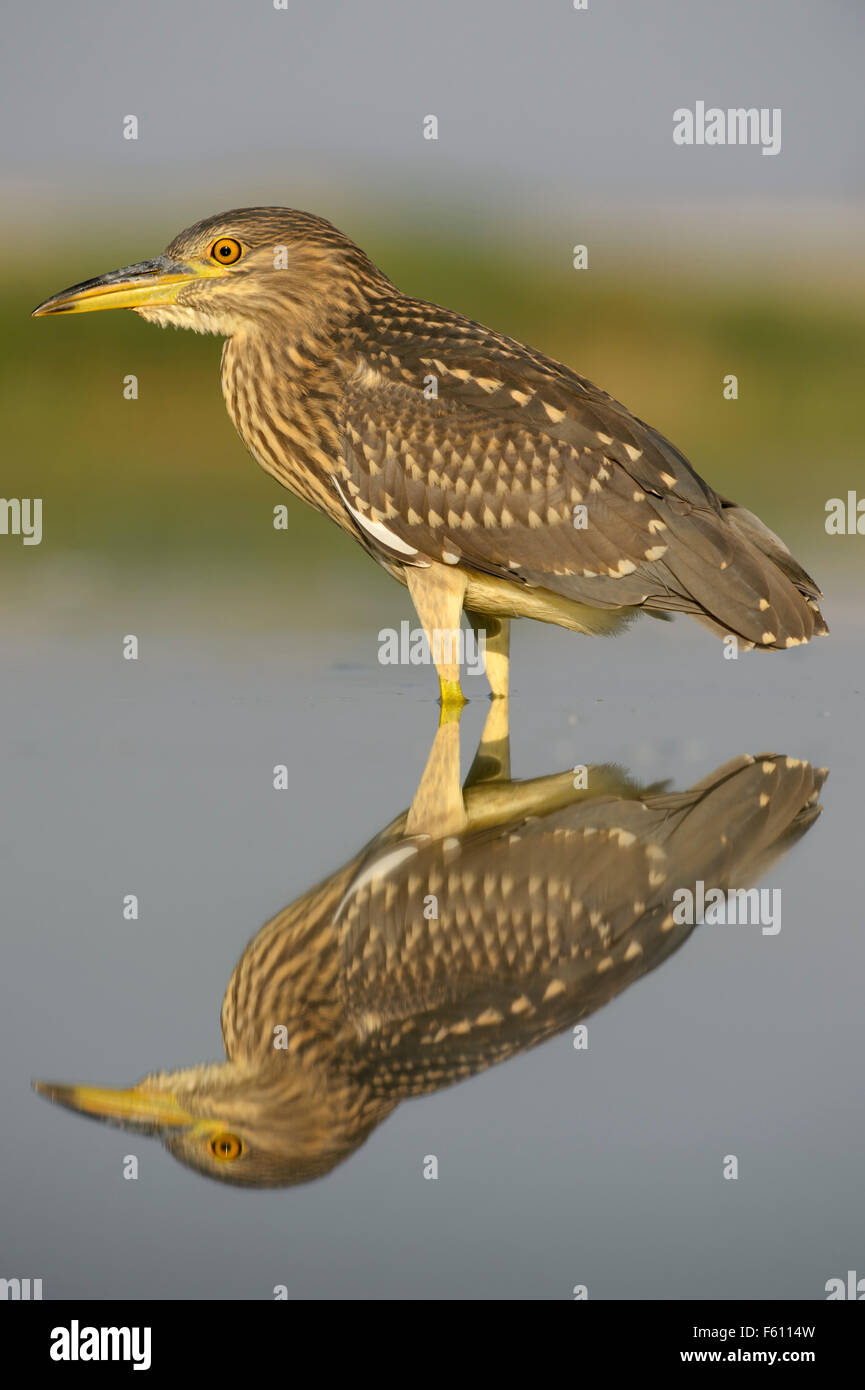 Bihoreau gris (Nycticorax nycticorax), jeune oiseau essayant de dévorer sa proie dans l'eau Banque D'Images