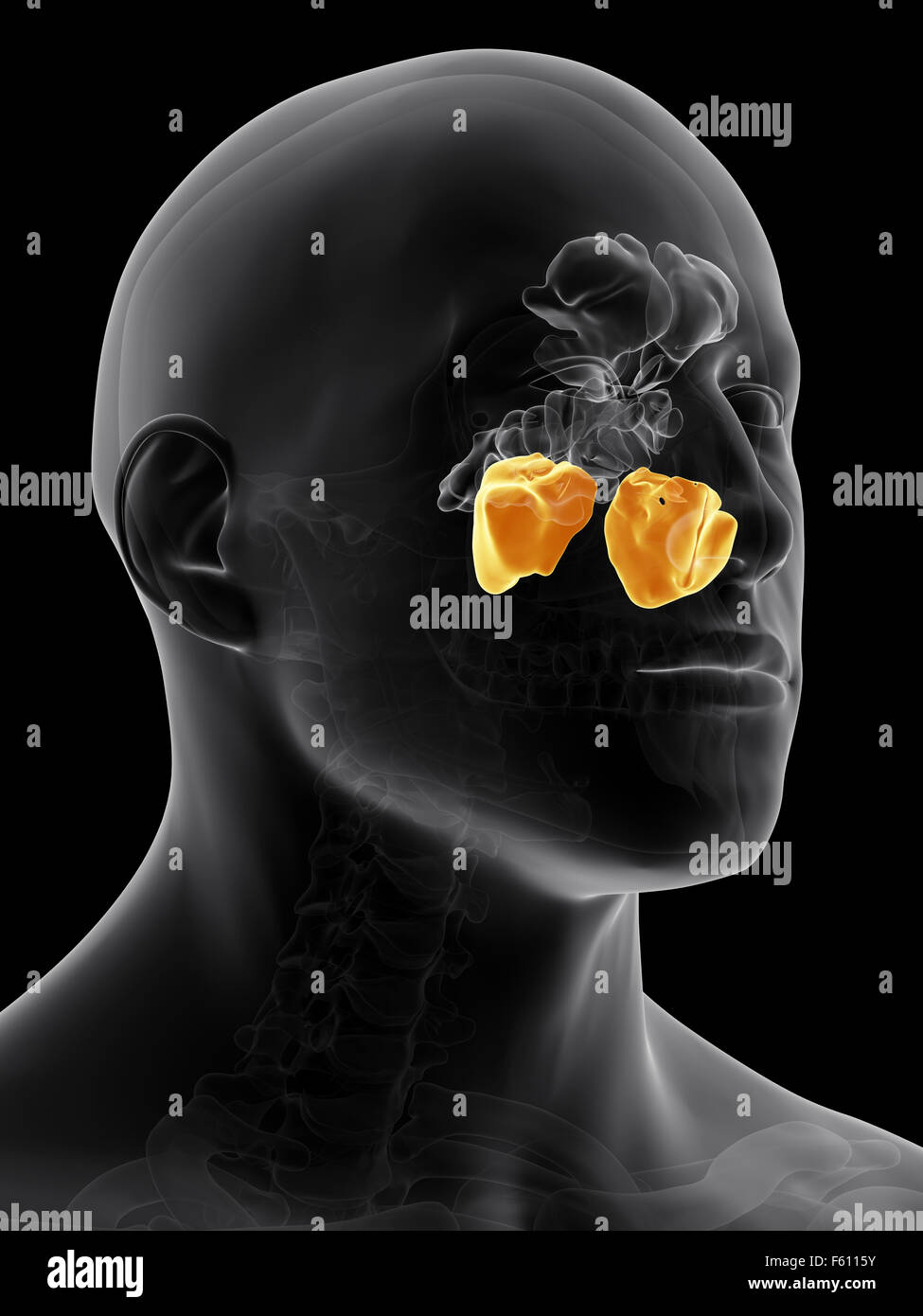 Illustration de l'exacte du point de vue médical du sinus maxillaire Banque D'Images