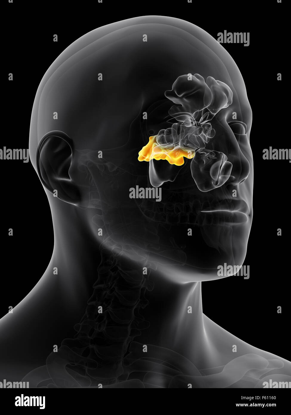 Illustration de l'exacte du point de vue médical sinus sphénoïdal Banque D'Images