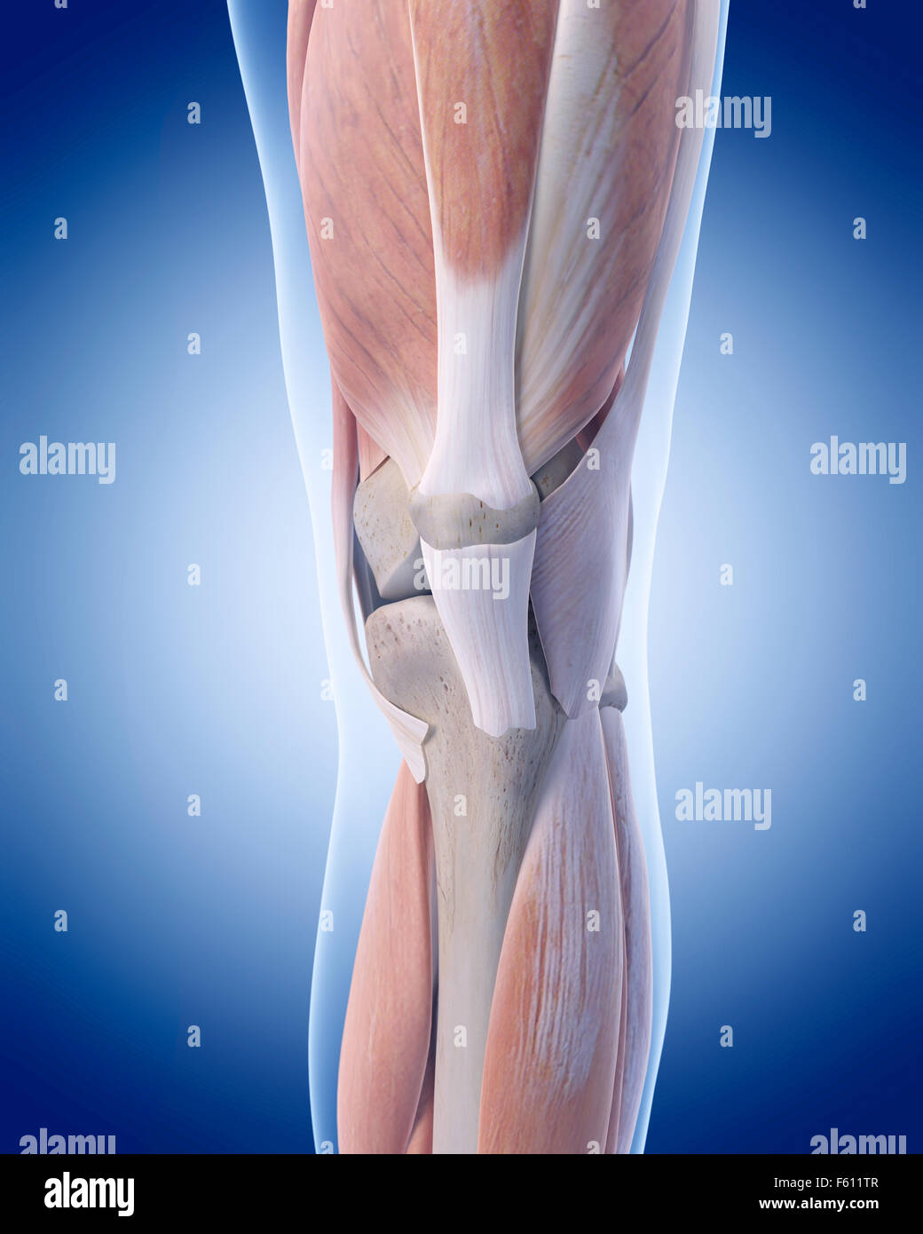 Illustration de l'exacte sur le plan médical l'anatomie du genou Banque D'Images