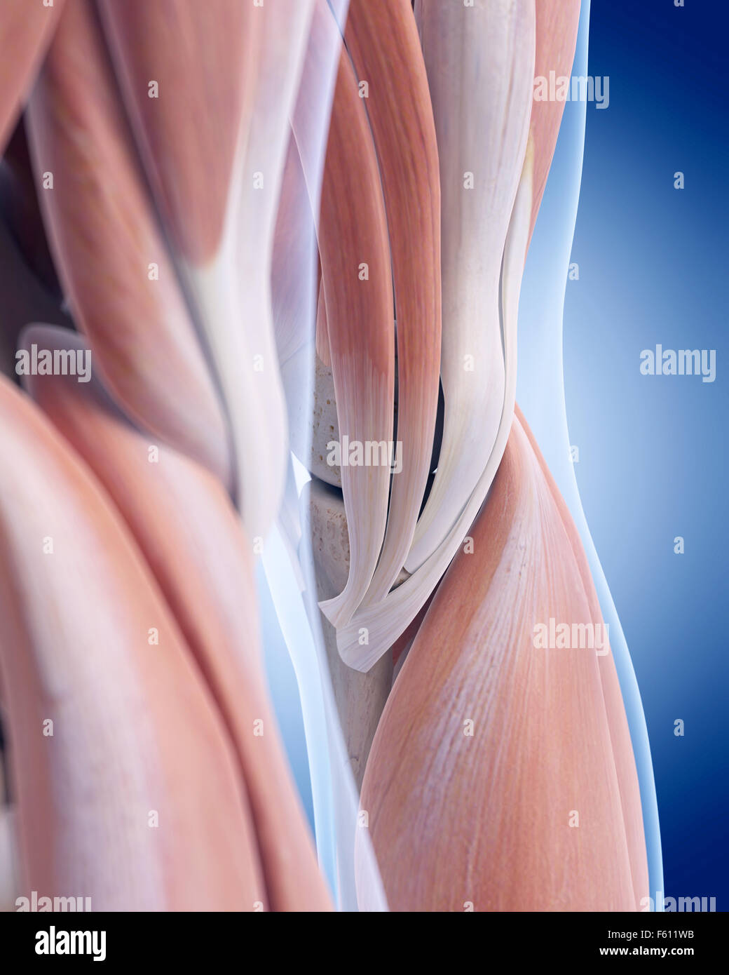 Illustration de l'exacte médicalement genou anatomie postérieure Banque D'Images