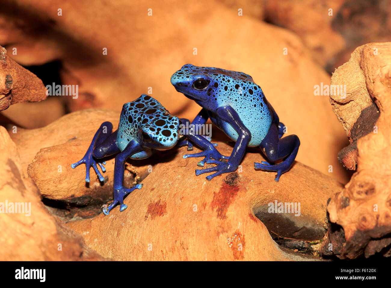 Dart frogs ou teinture tincs (Dendrobates tinctorius), adultes, trouvés en Amérique du Sud, captive, Allemagne Banque D'Images