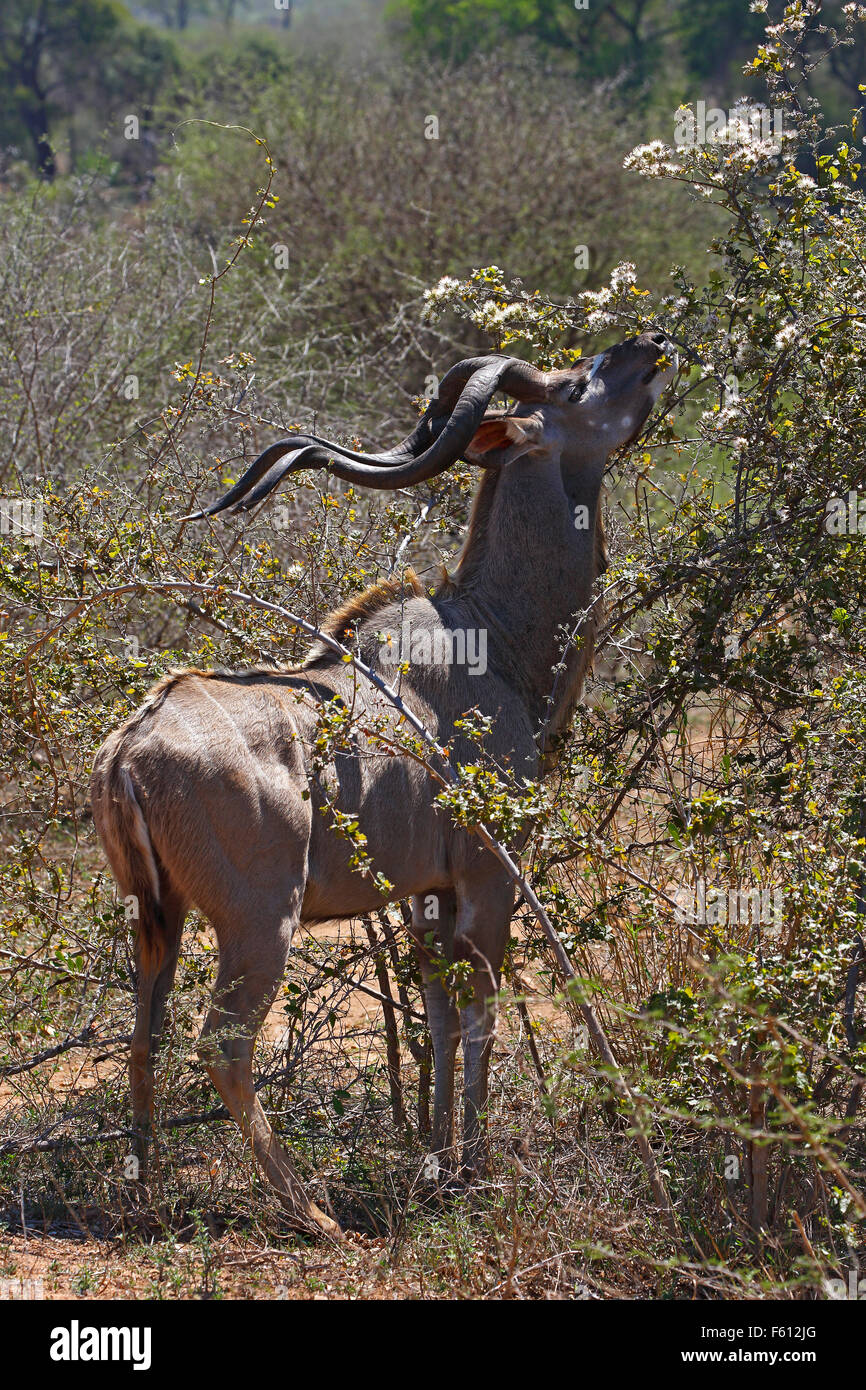 Grand koudou (Tragelaphus strepsiceros) se nourrissant de bush, homme, adulte, Kruger National Park, Afrique du Sud Banque D'Images