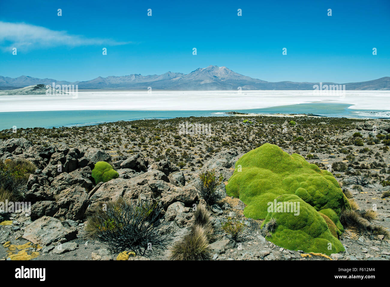 Yareta ou llareta (Azorella compacta), plante du désert, salt lake derrière, Monument Naturel Salar de Surire Banque D'Images