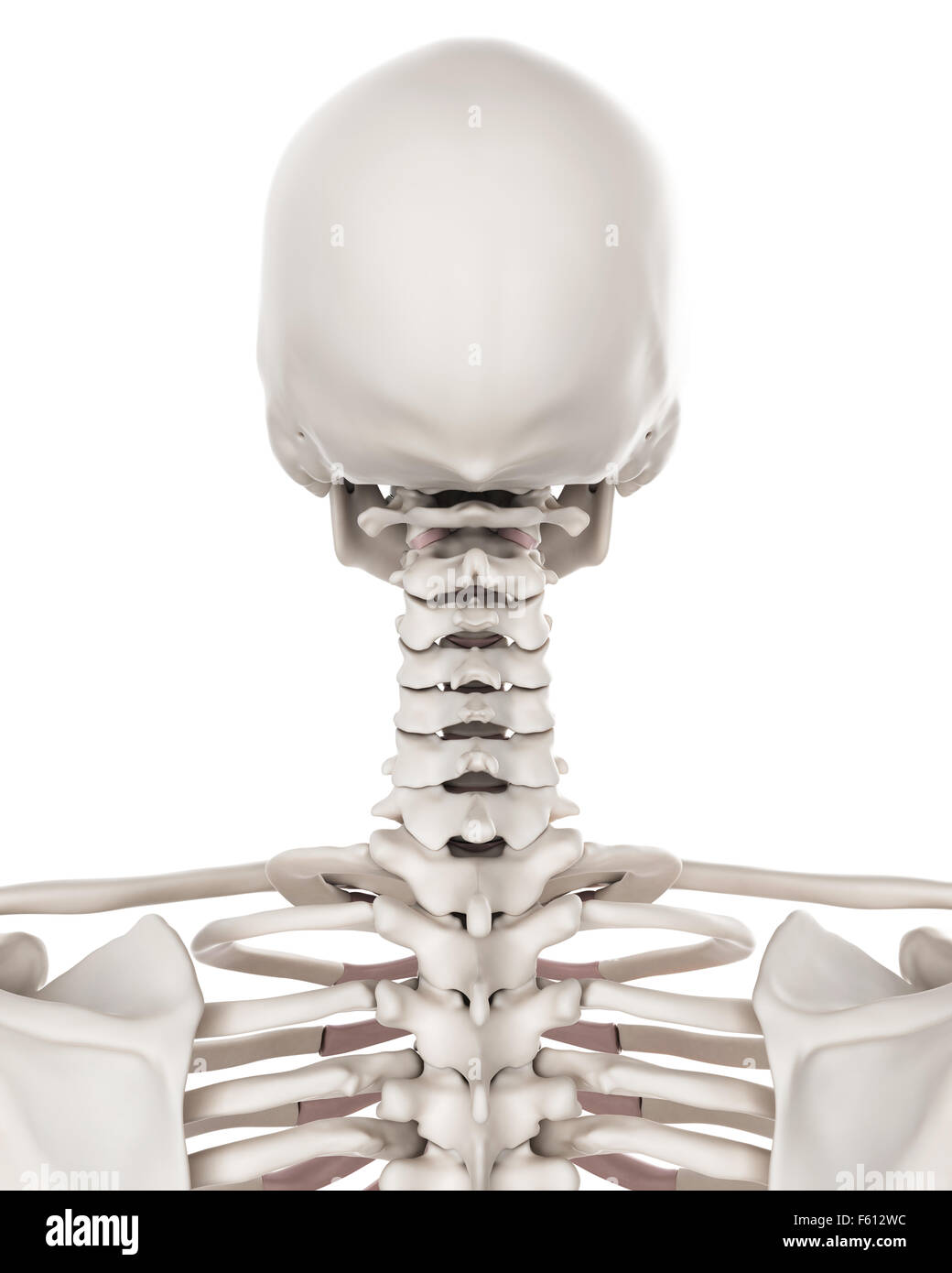 Illustration de l'exacte médicalement système squelettique - le rachis cervical Banque D'Images