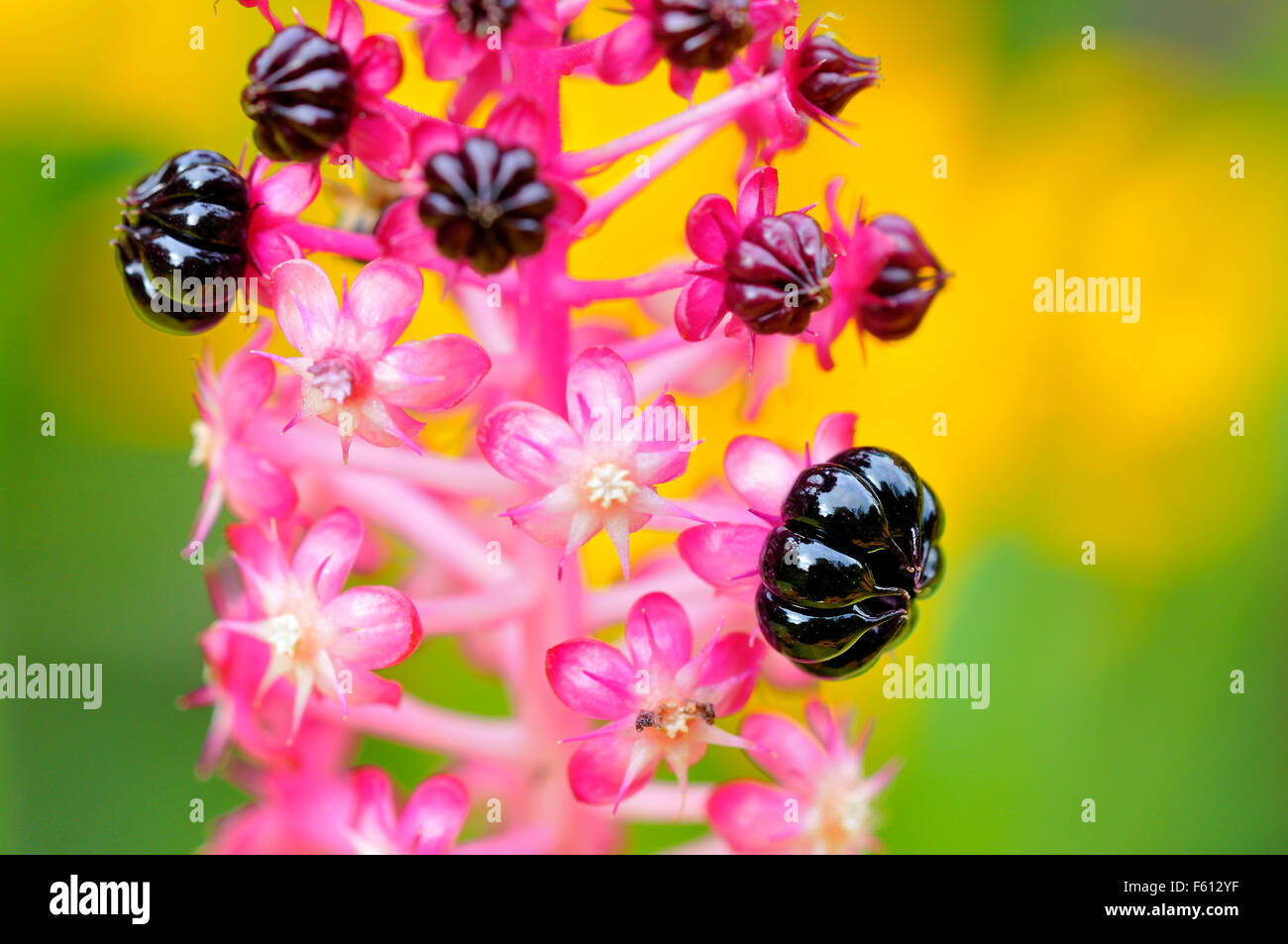 (Phytolacca acinosa du phytolaque (pokeweed) indien), têtes de graine, Rhénanie du Nord-Westphalie, Allemagne Banque D'Images