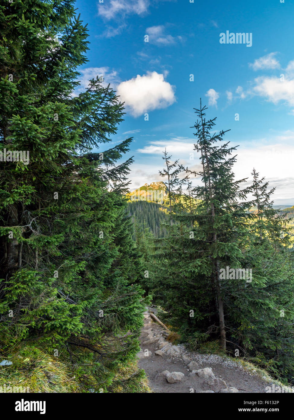 Mont Giewont vu à travers les épinettes du sentier alpin dans les Tatras, Pologne Banque D'Images