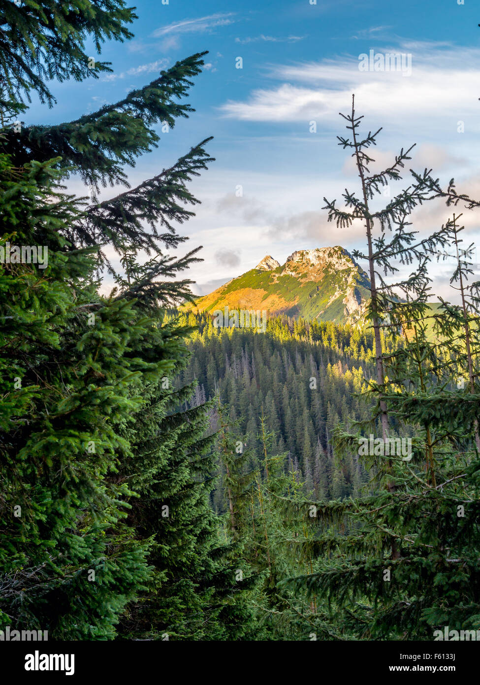 Mont Giewont vu à travers les épinettes du sentier alpin dans les Tatras, Pologne Banque D'Images