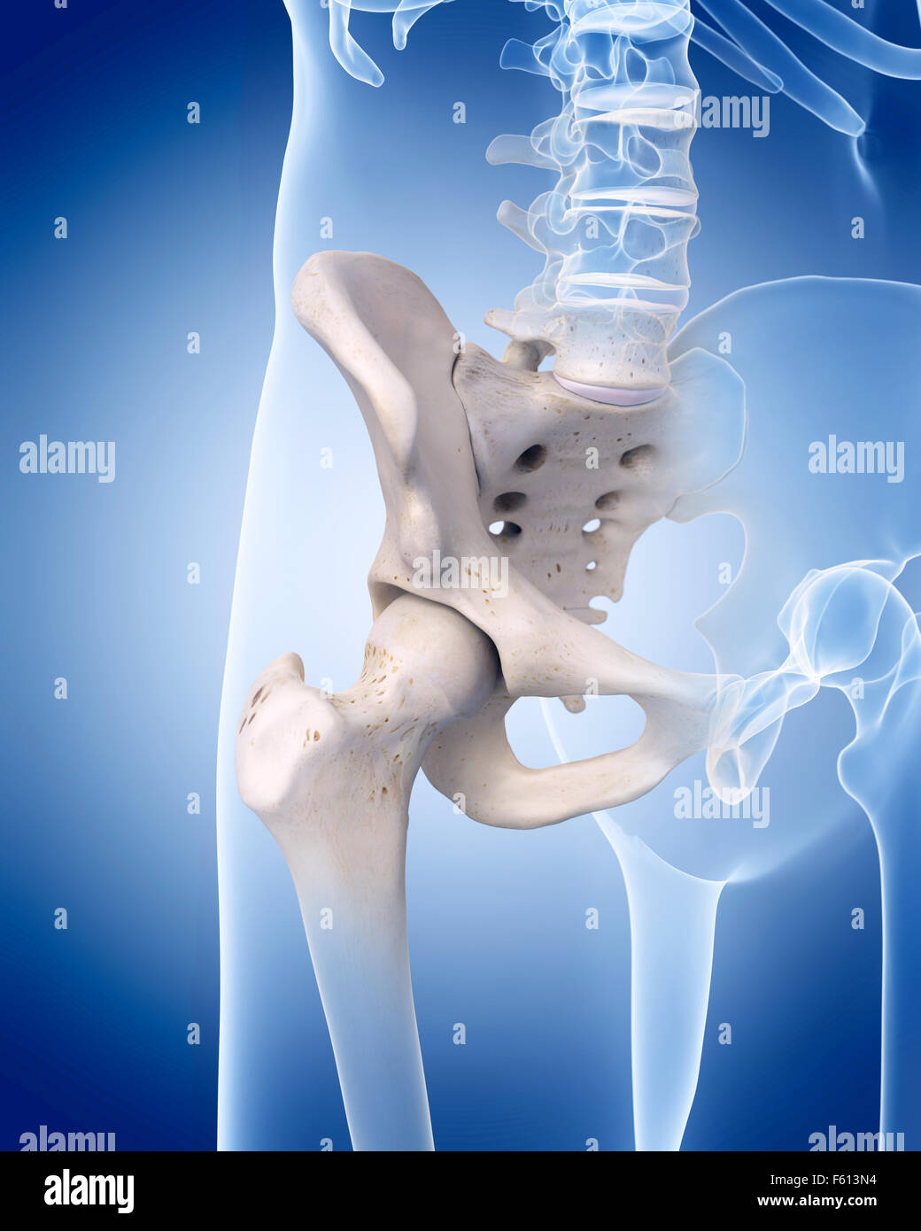 Illustration de l'exacte médicalement squelette humain - la hanche Banque D'Images